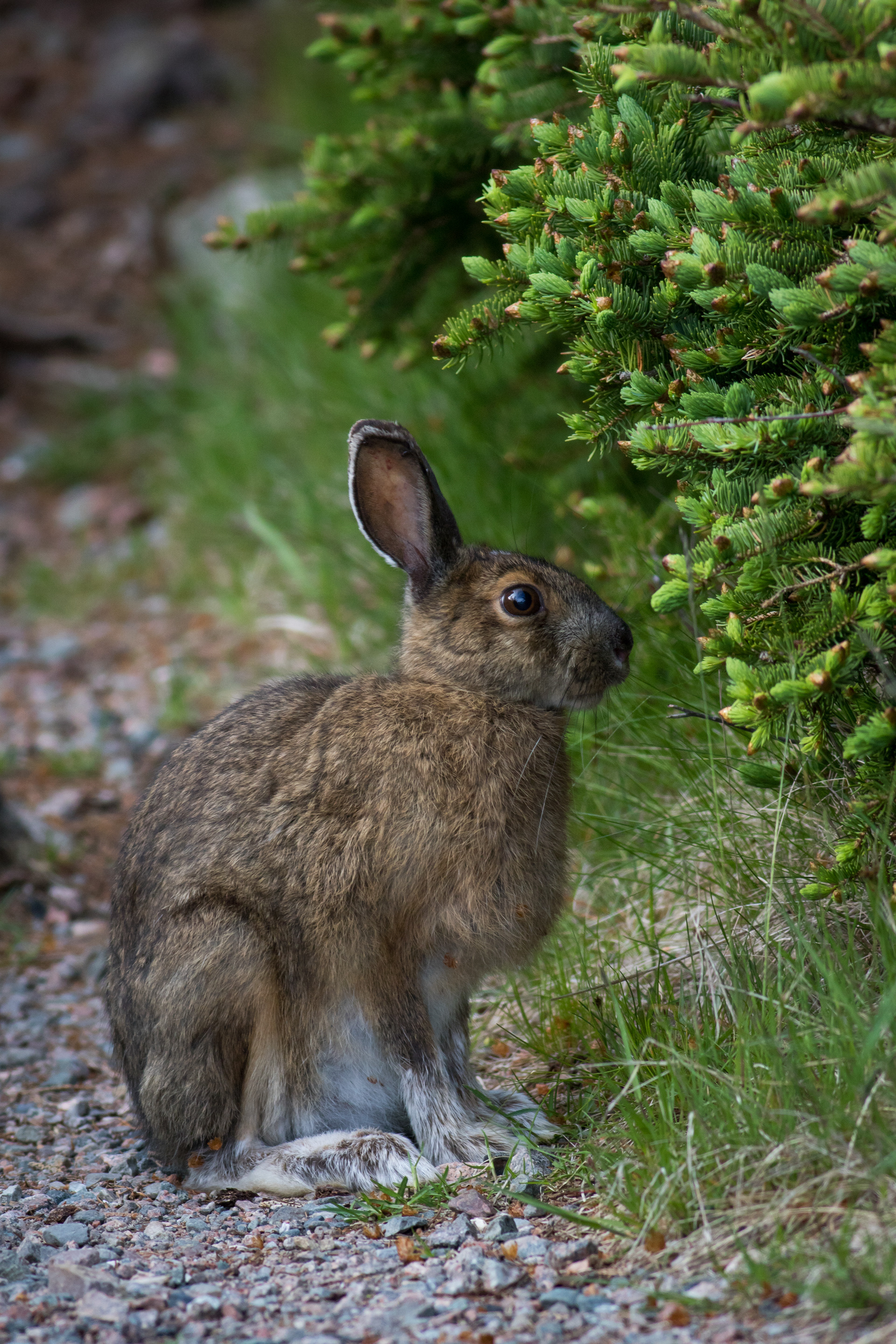 Snowshoe Hare - Nova Scotia