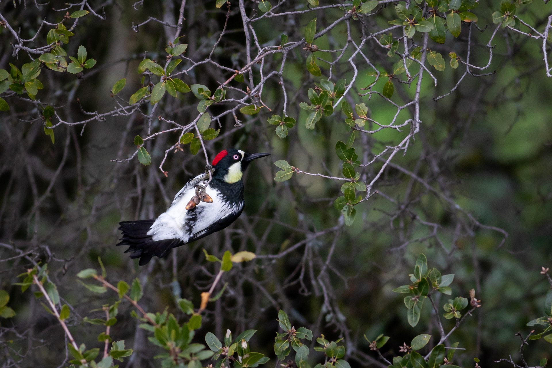Acorn Woodpecker