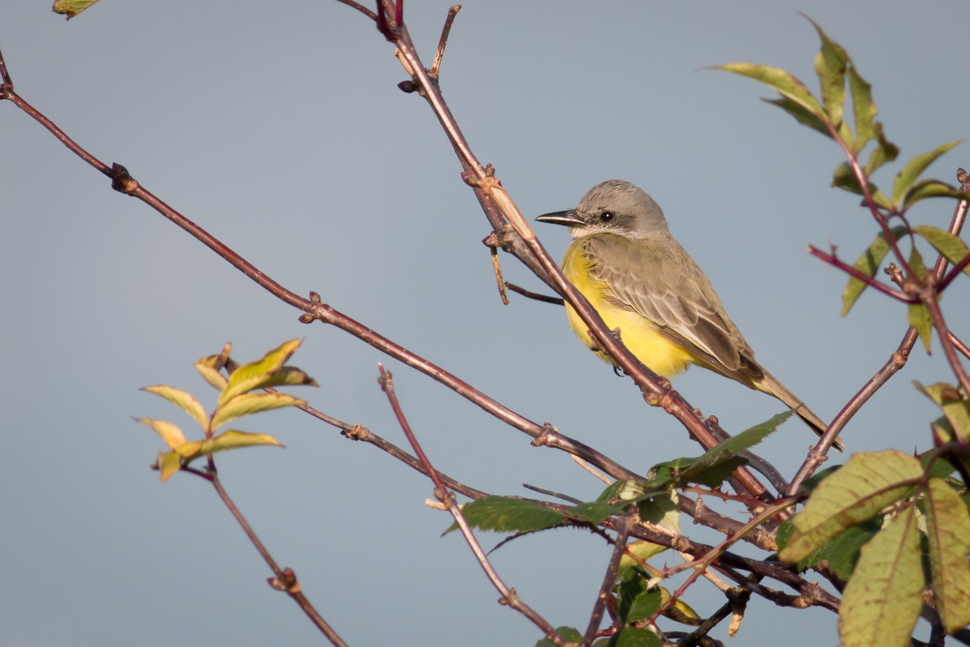 Tropical Kingbird (vagrant) - BC