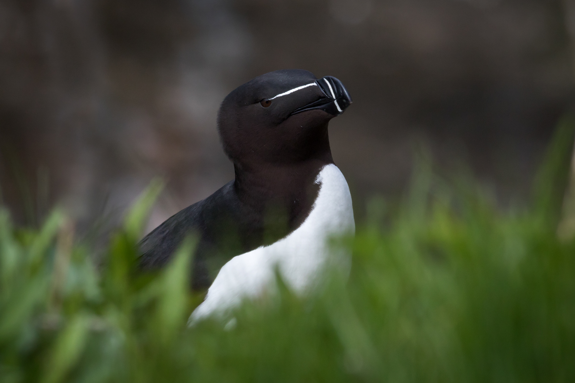 Razorbill - Newfoundland