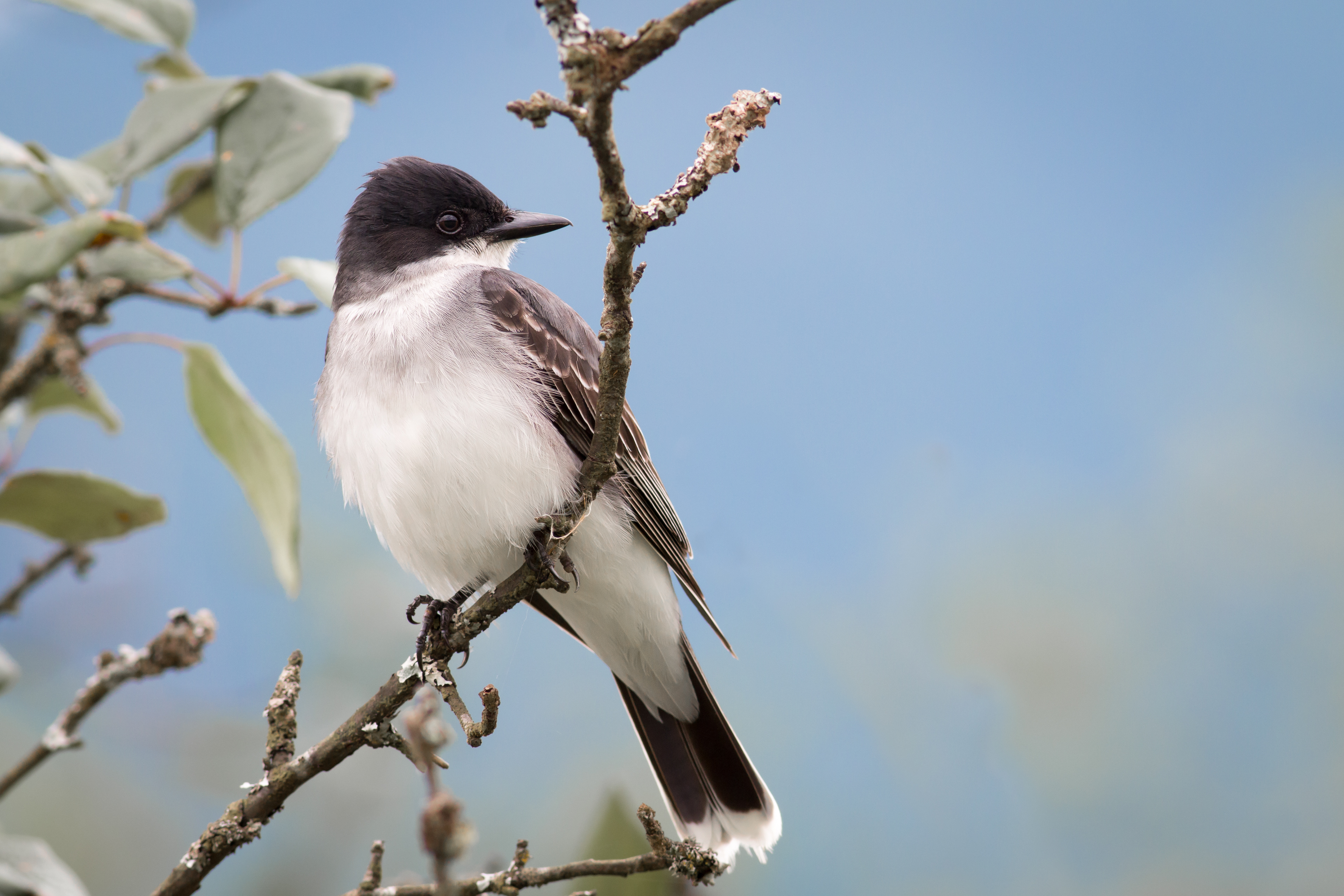 Eastern Kingbird - BC