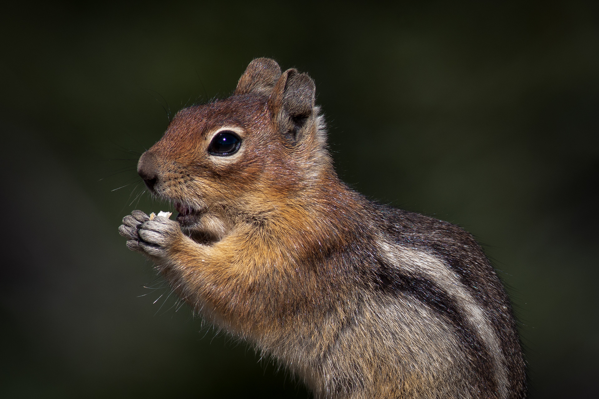 Cascade Golden-mantled Ground Squirrel - BC