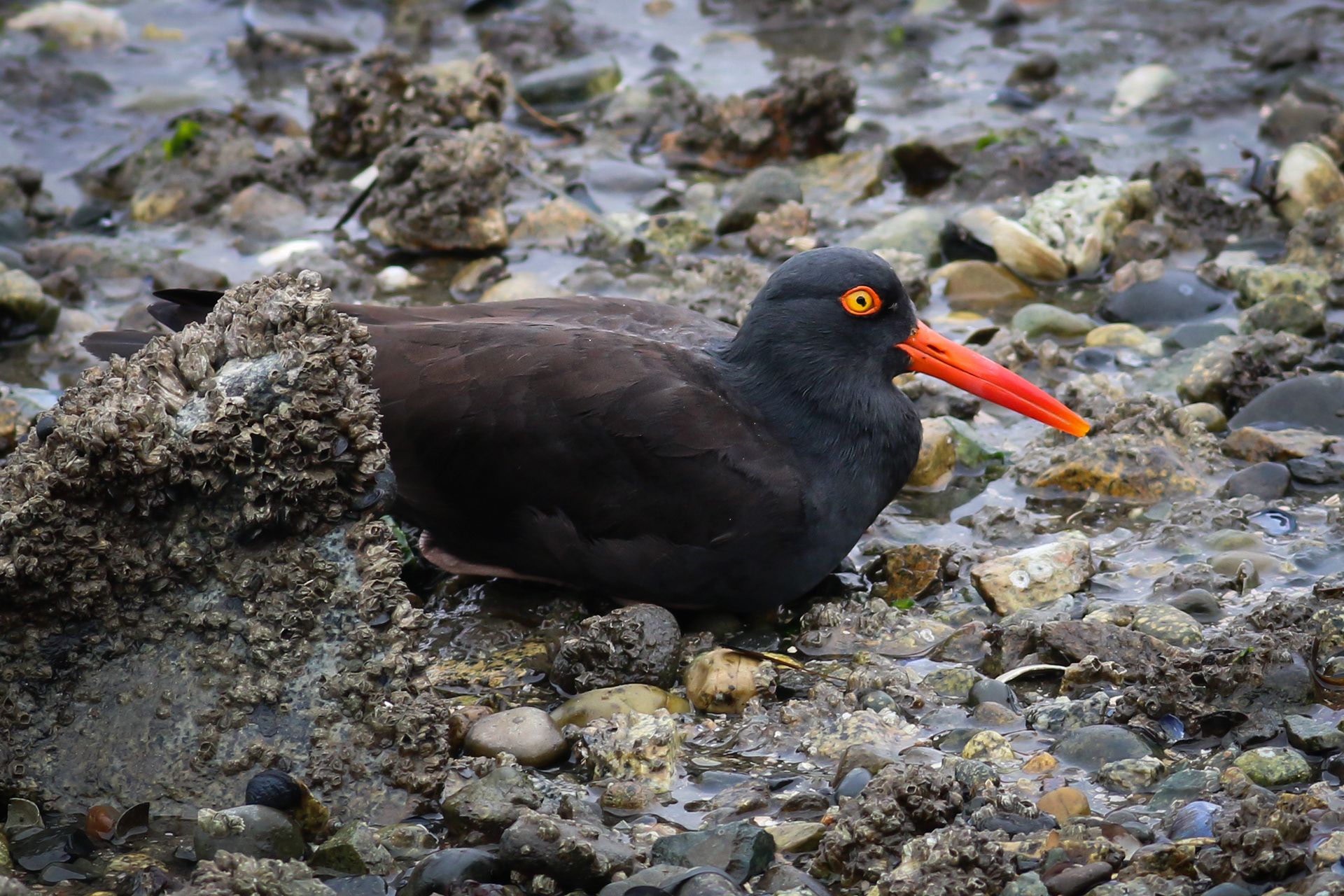 Black Oystercatcher - BC
