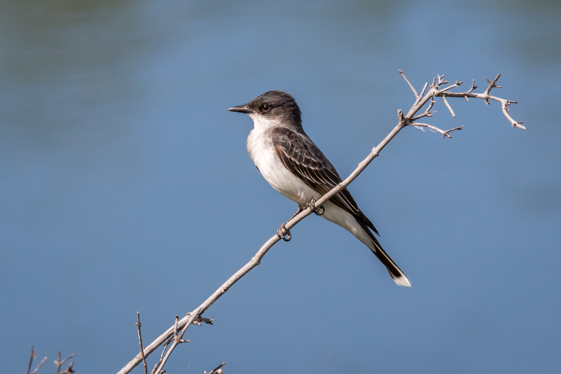 Eastern Kingbird - BC