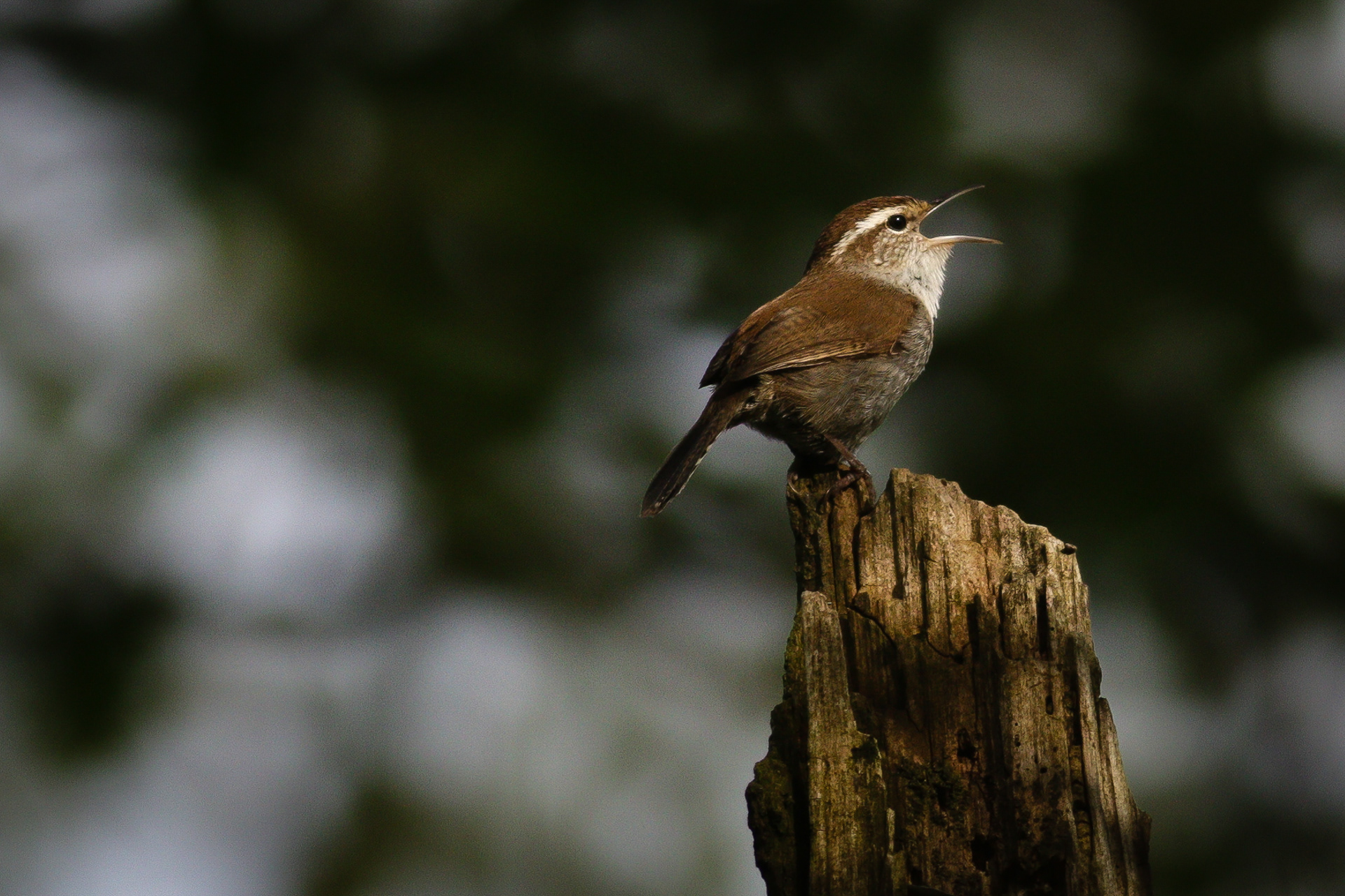 Bewick's Wren - BC