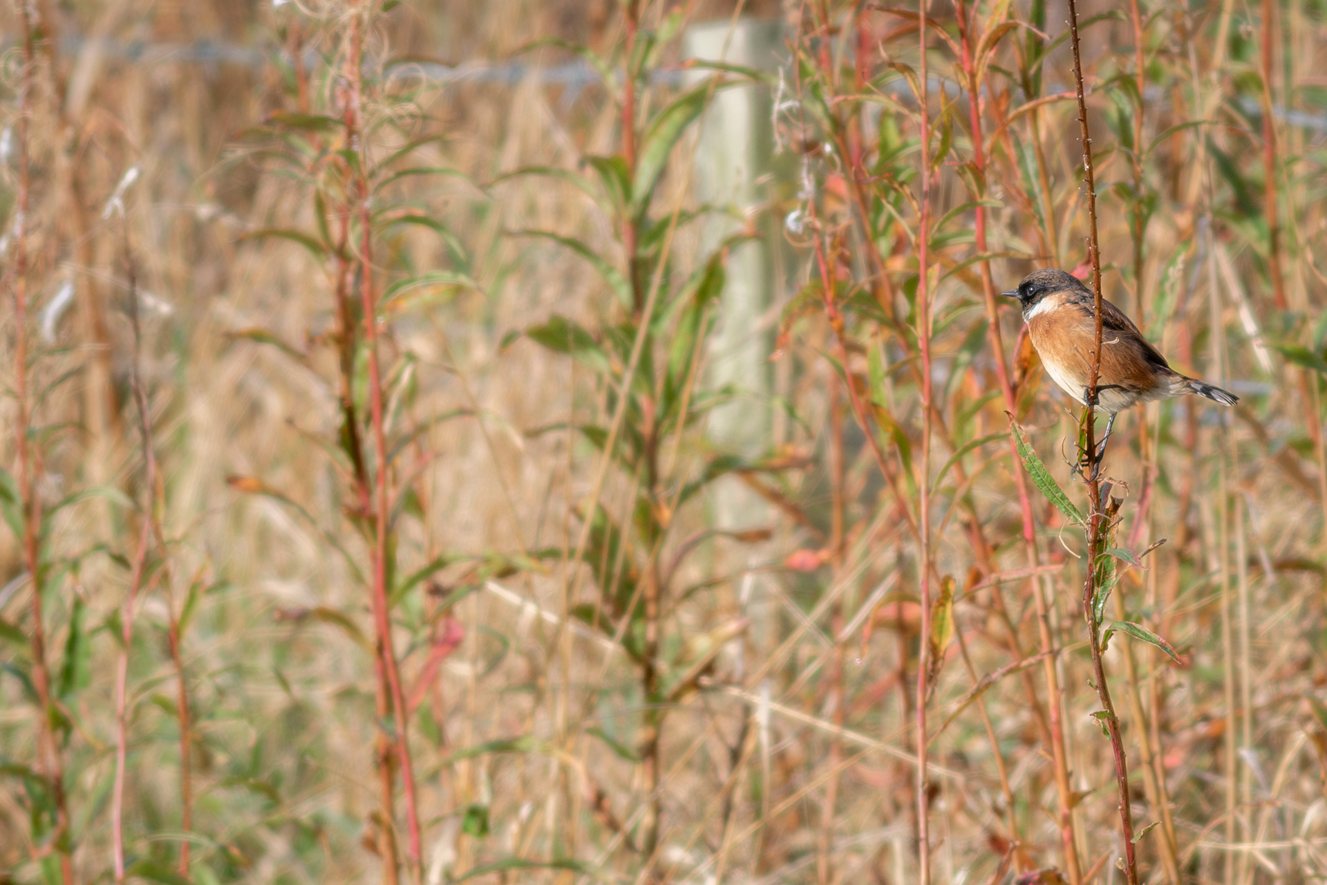 European Stonechat