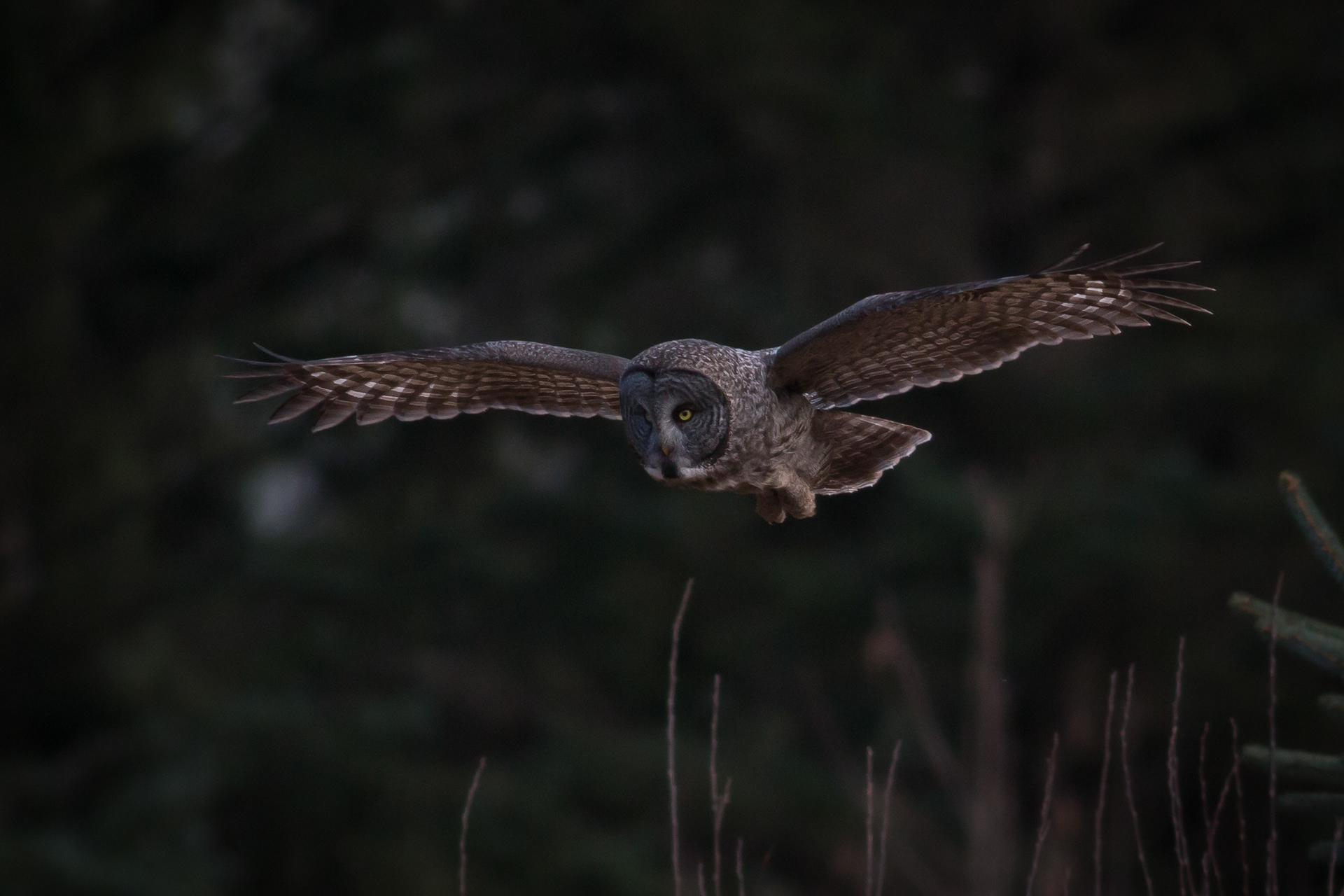 Great-grey Owl - BC