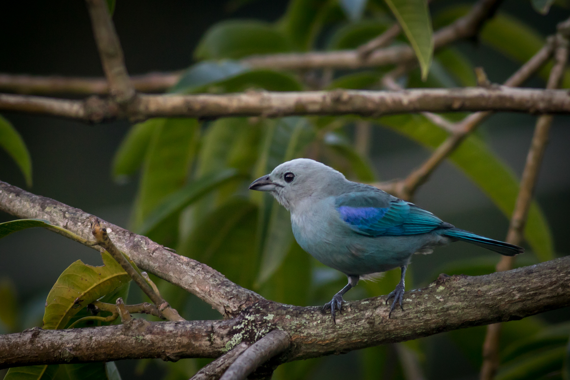 Blue-grey Tanager