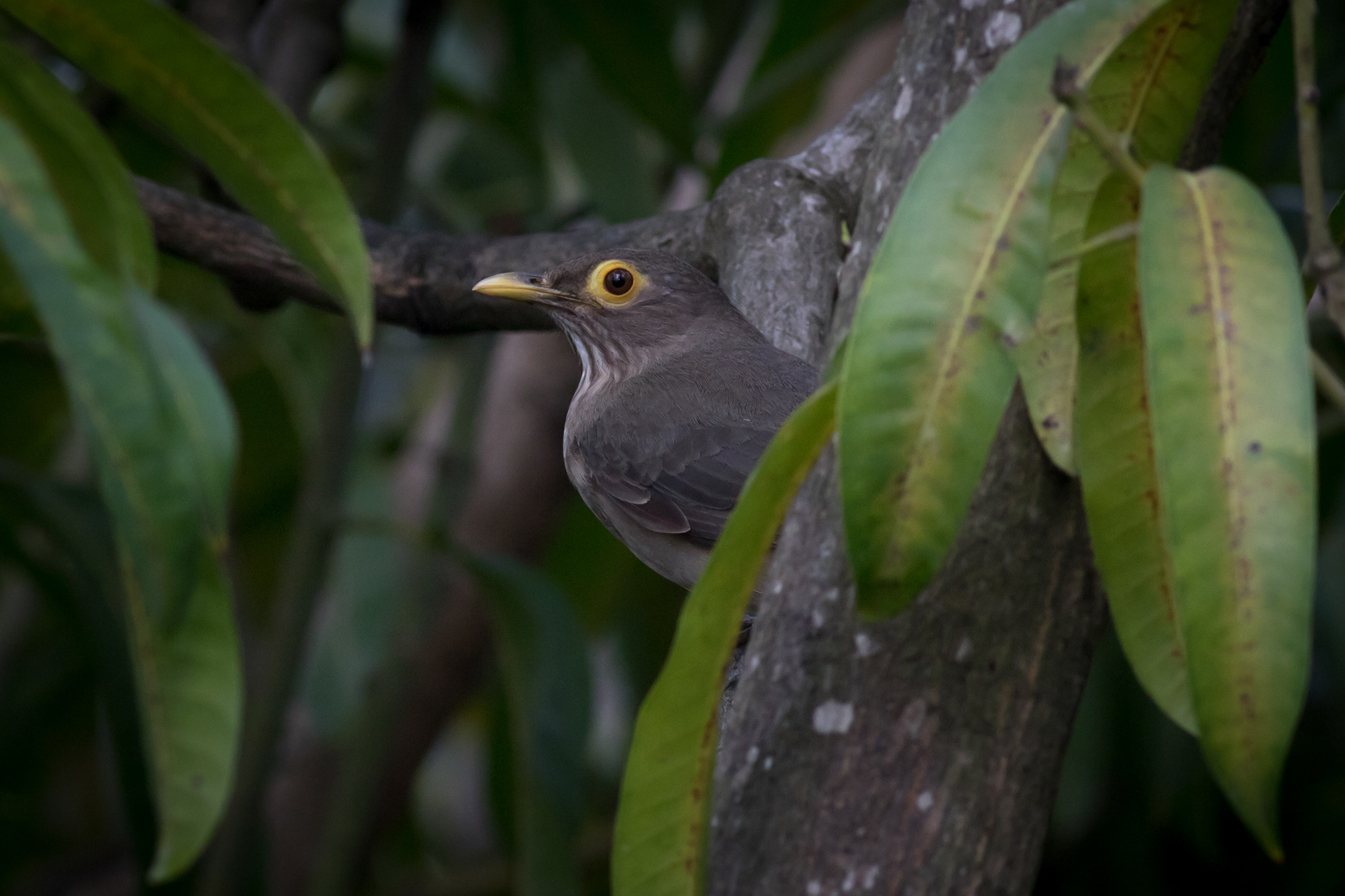 Spectacled Thrush