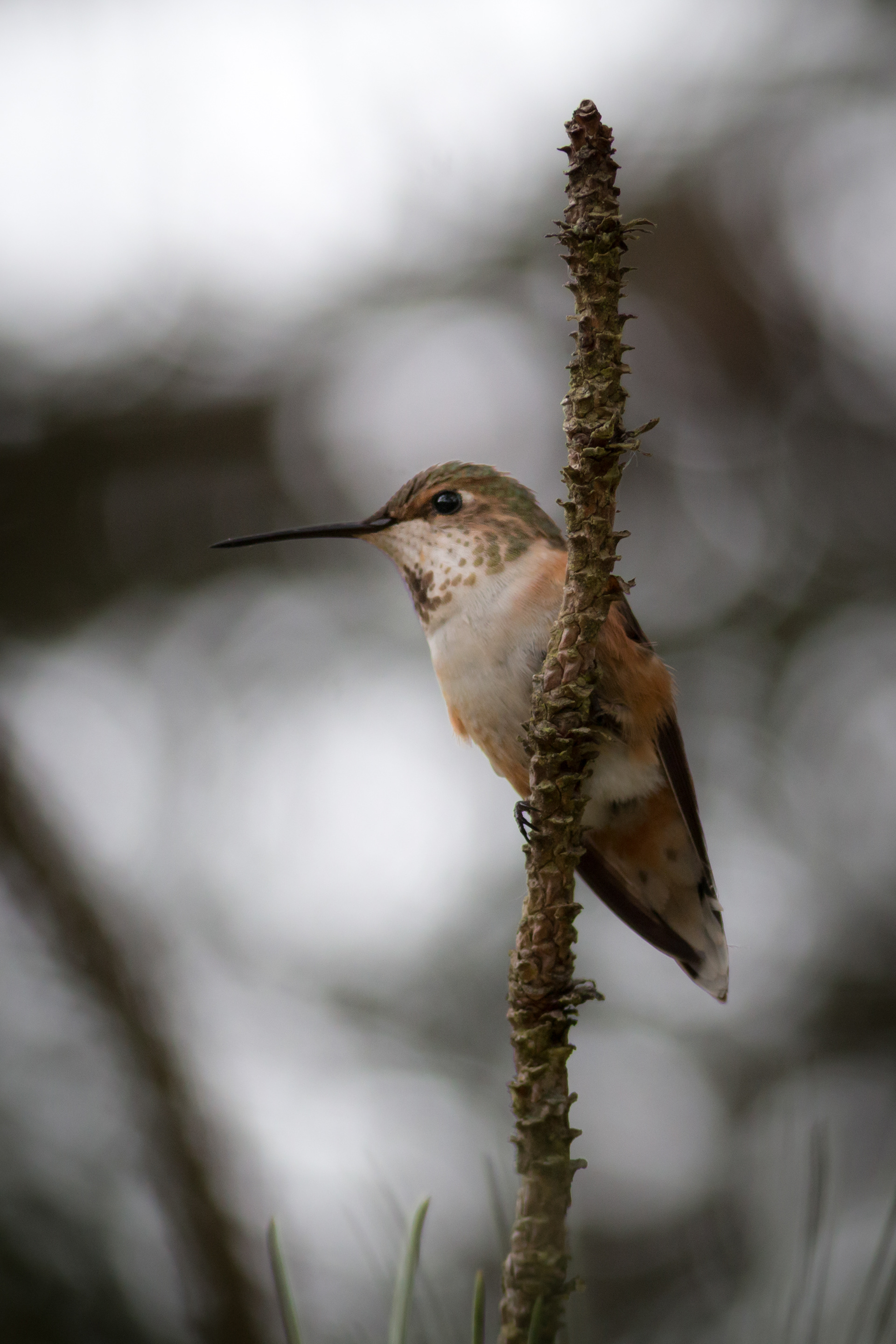 Rufous Hummingbird - female - BC