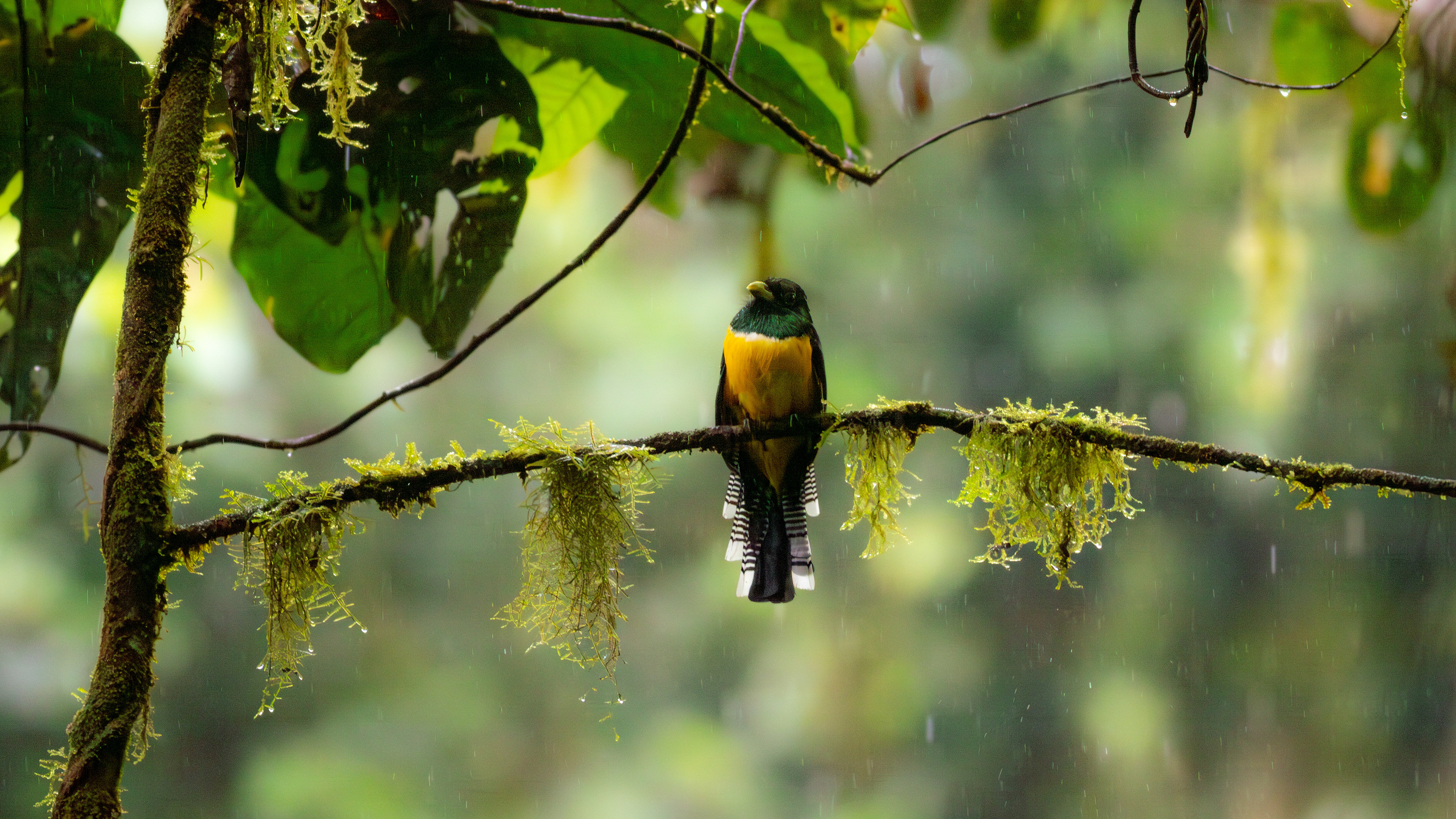 Graceful Black-throated Trogon - El Silencio