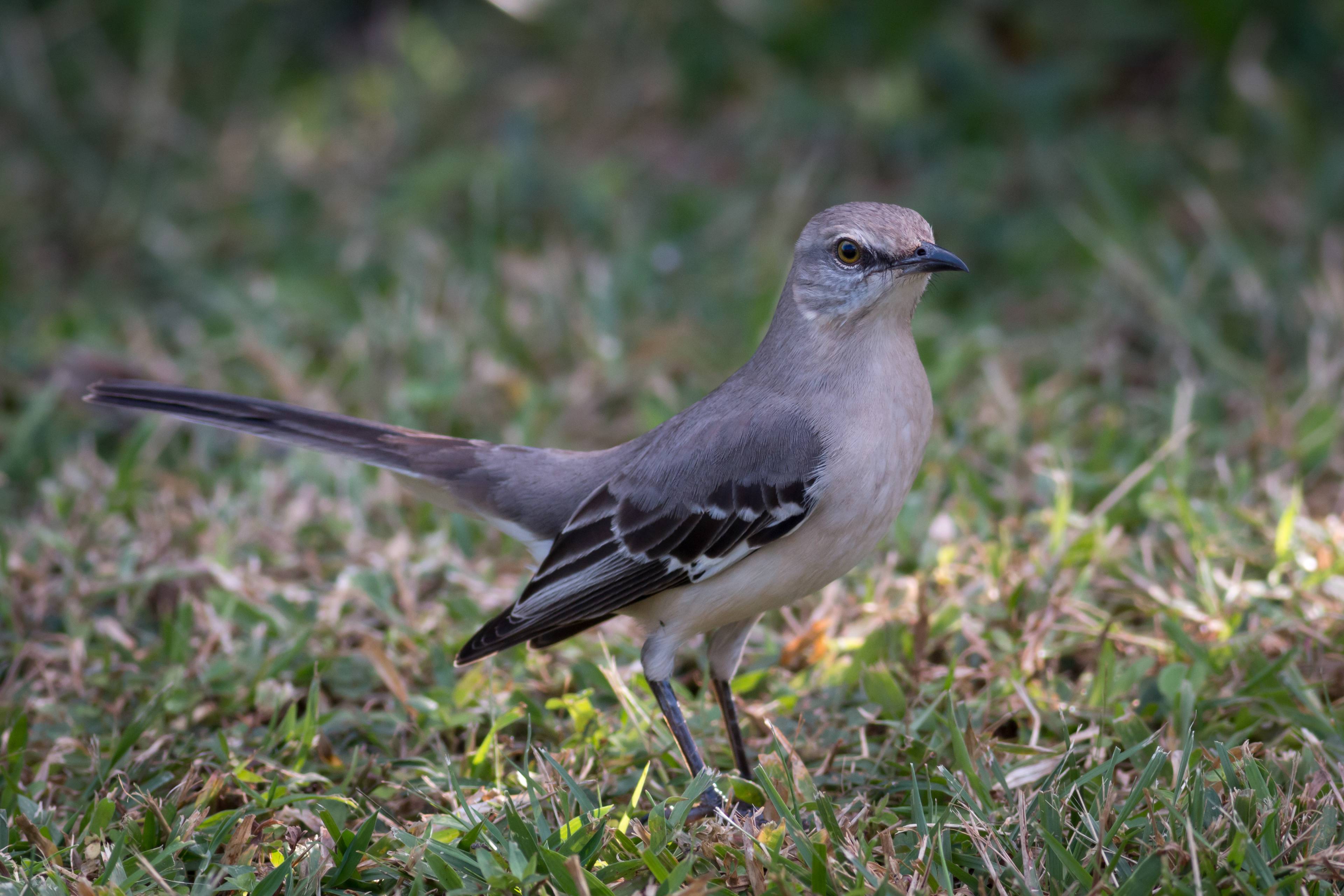 Northern Mockingbird