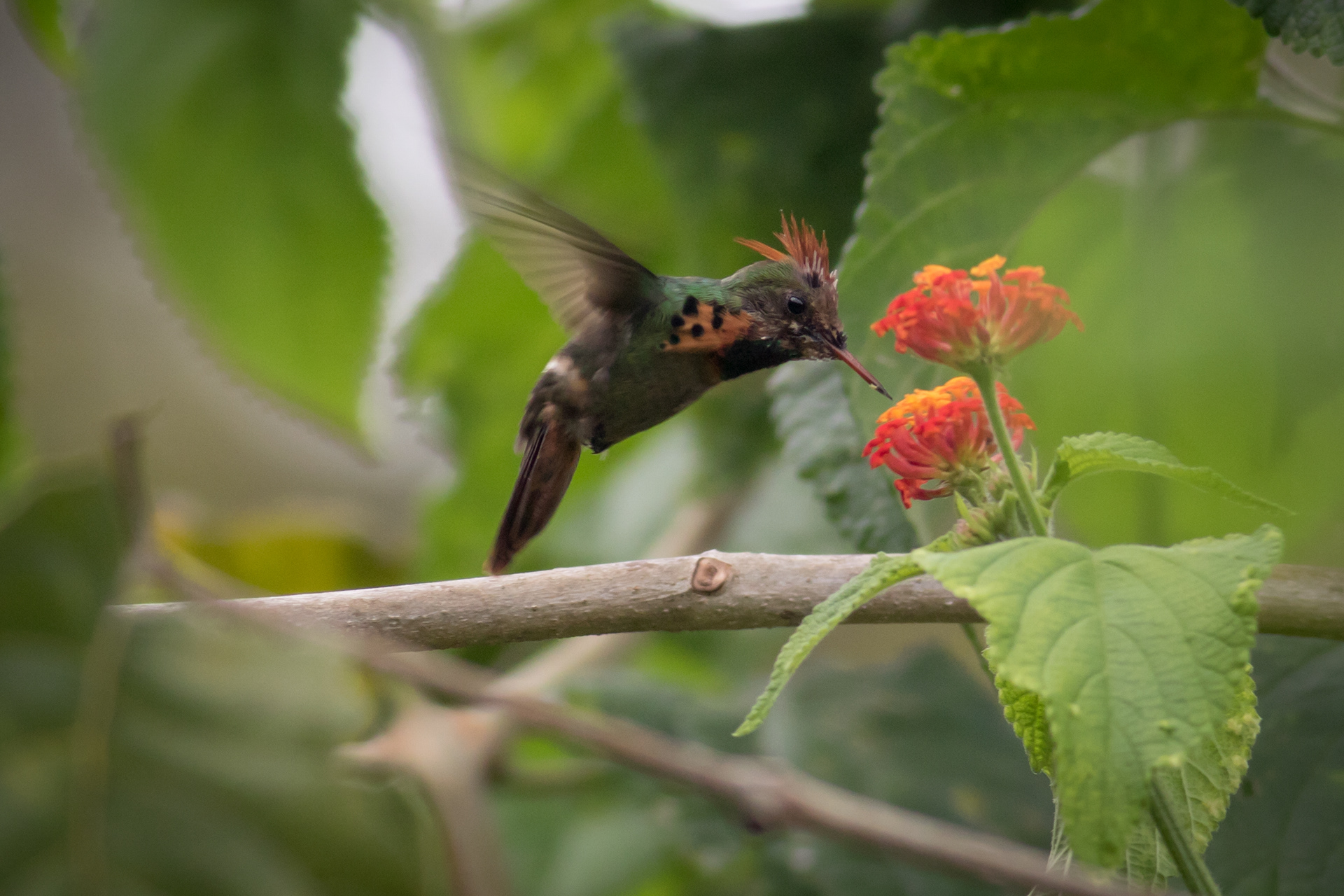 Tufted Coquette - juvenile male