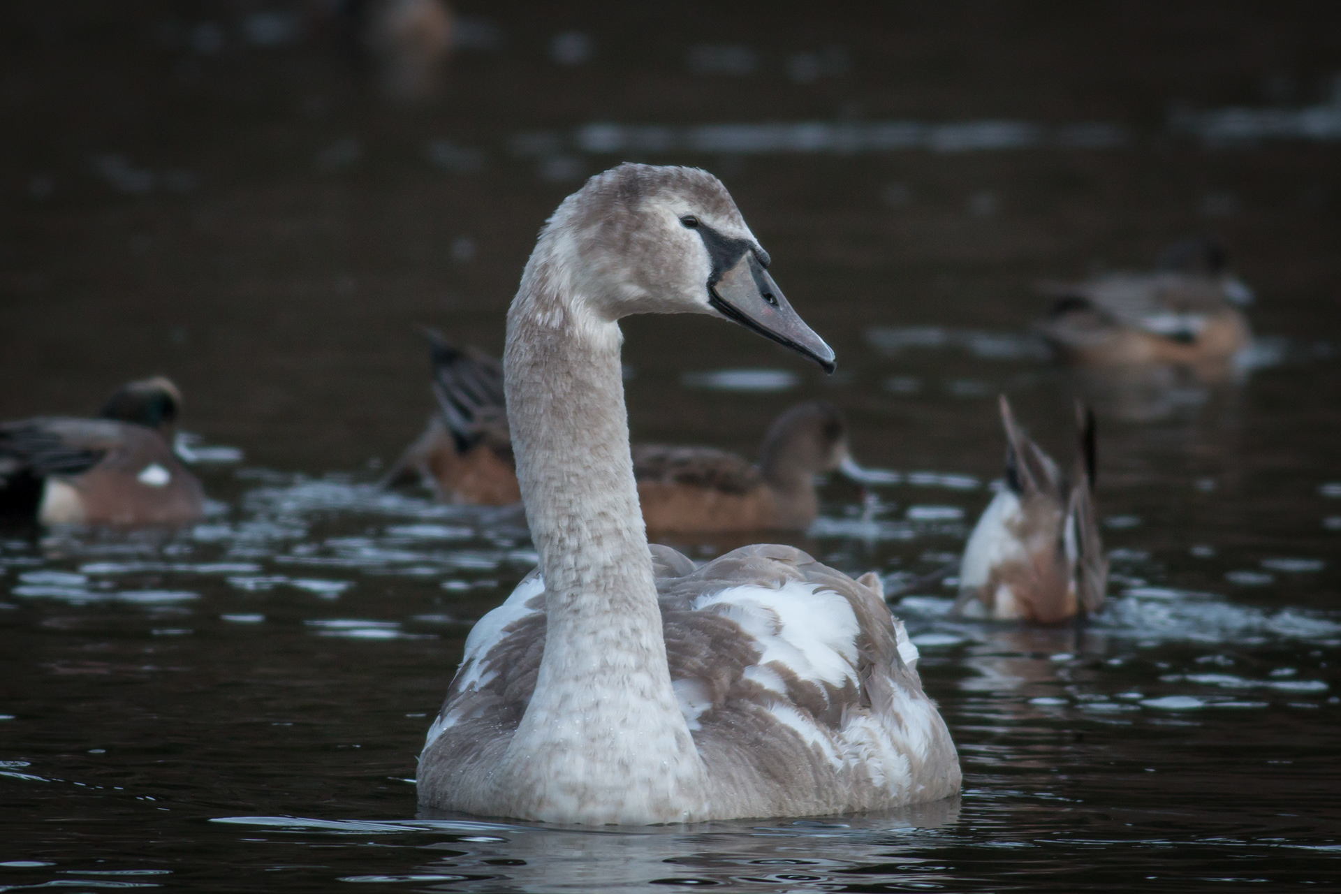 Mute Swan - juvenile - BC