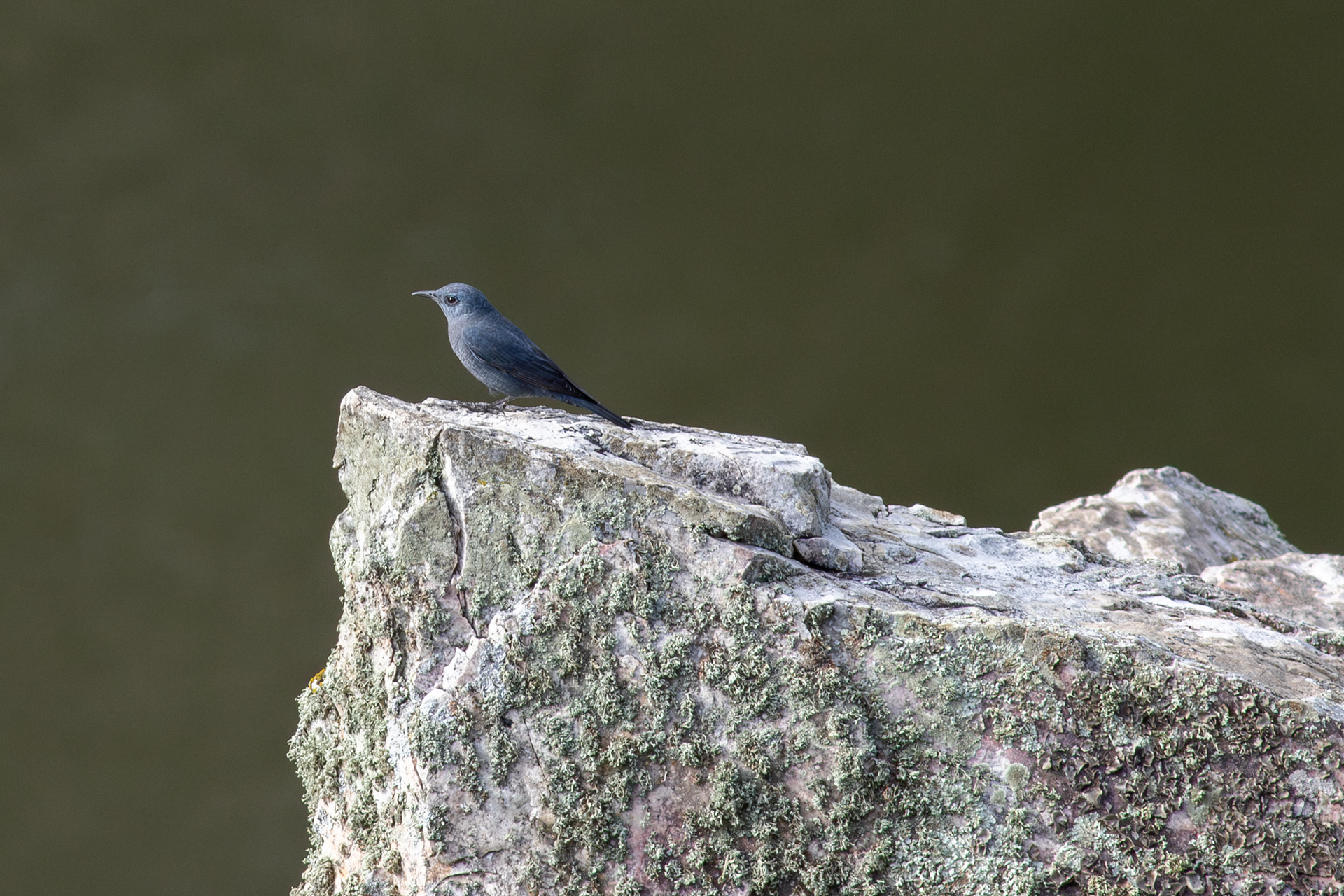Blue Rock-thrush