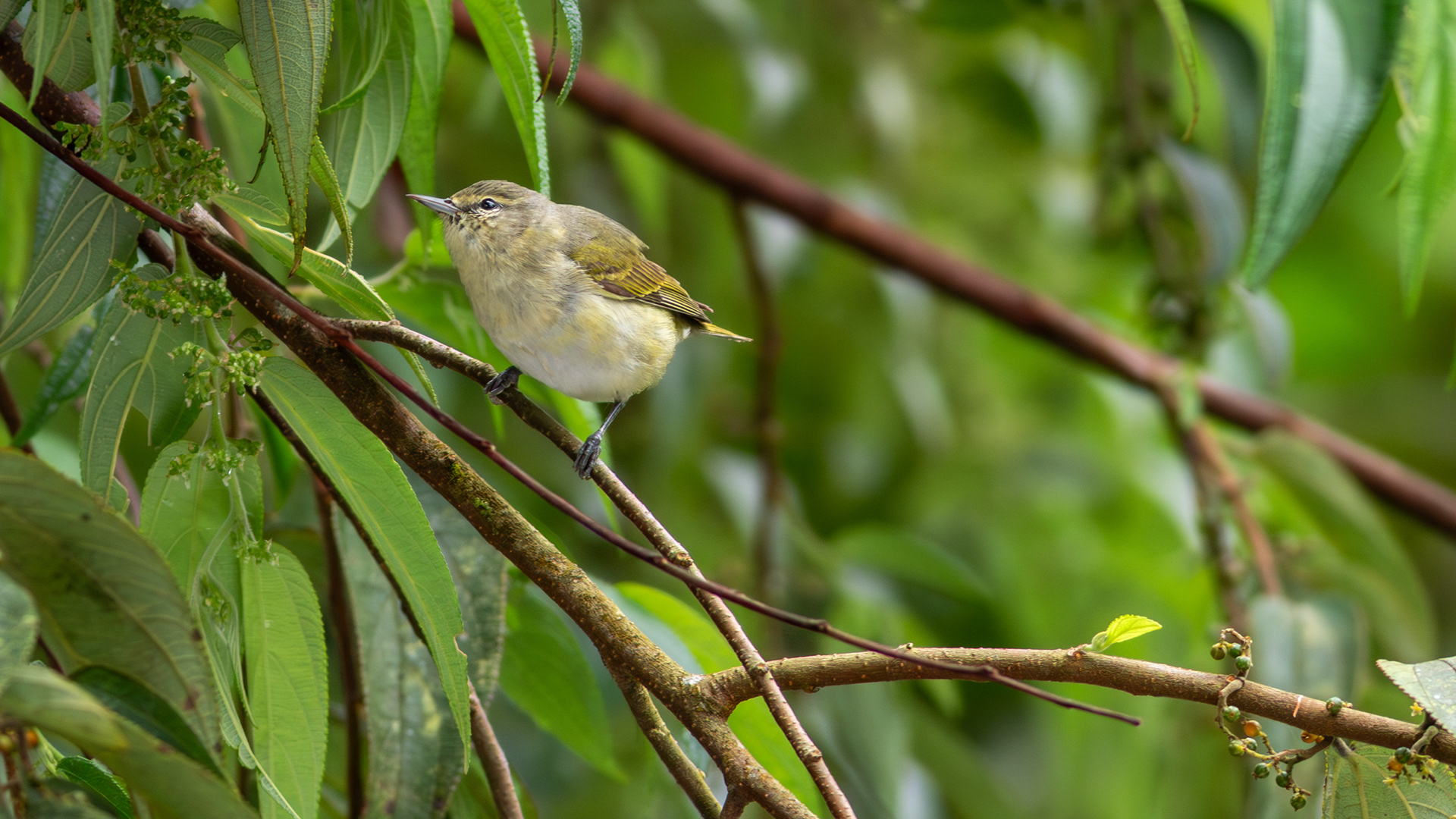 Tennessee Warbler - Aranal Observatory