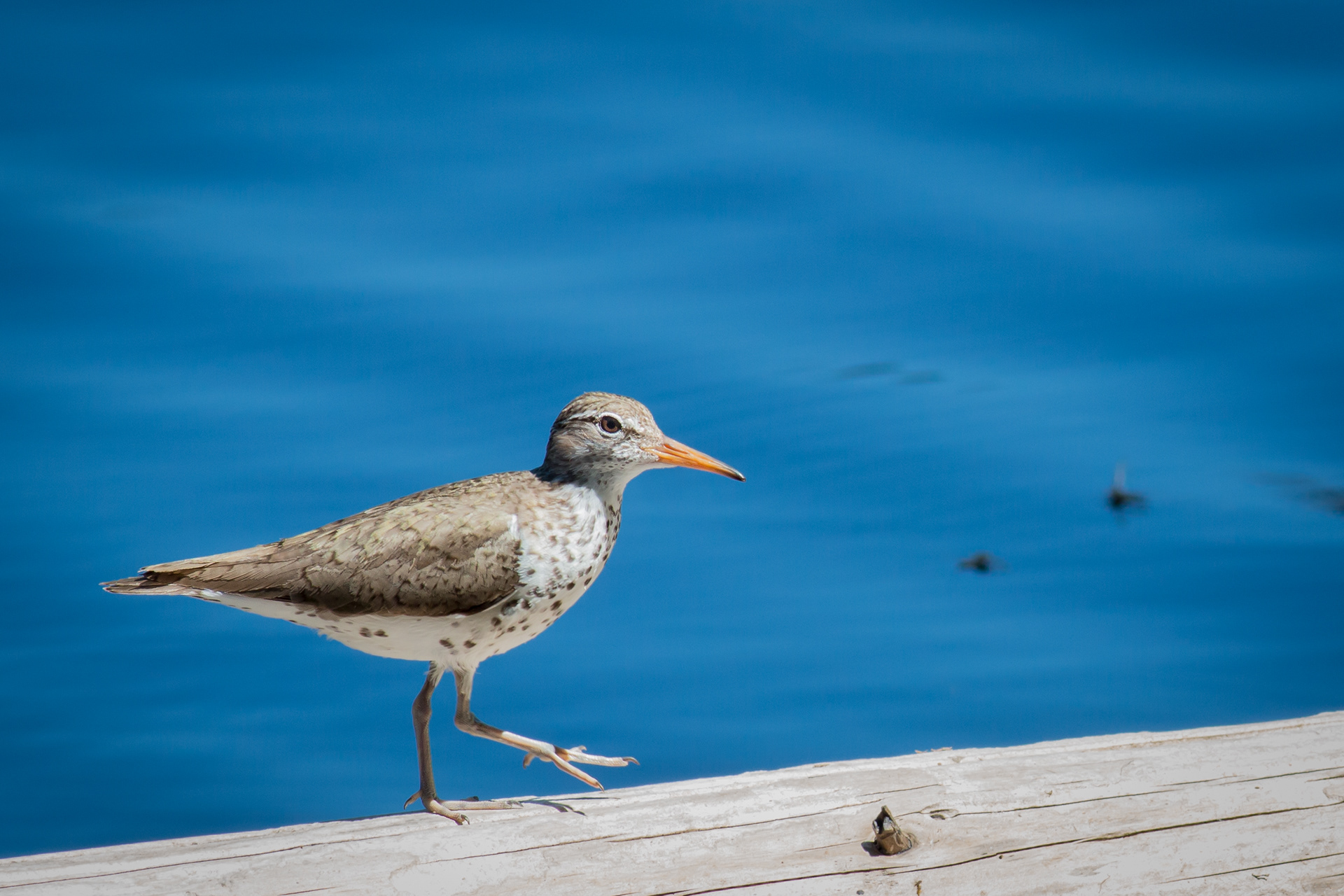 Spotted Sandpiper - BC