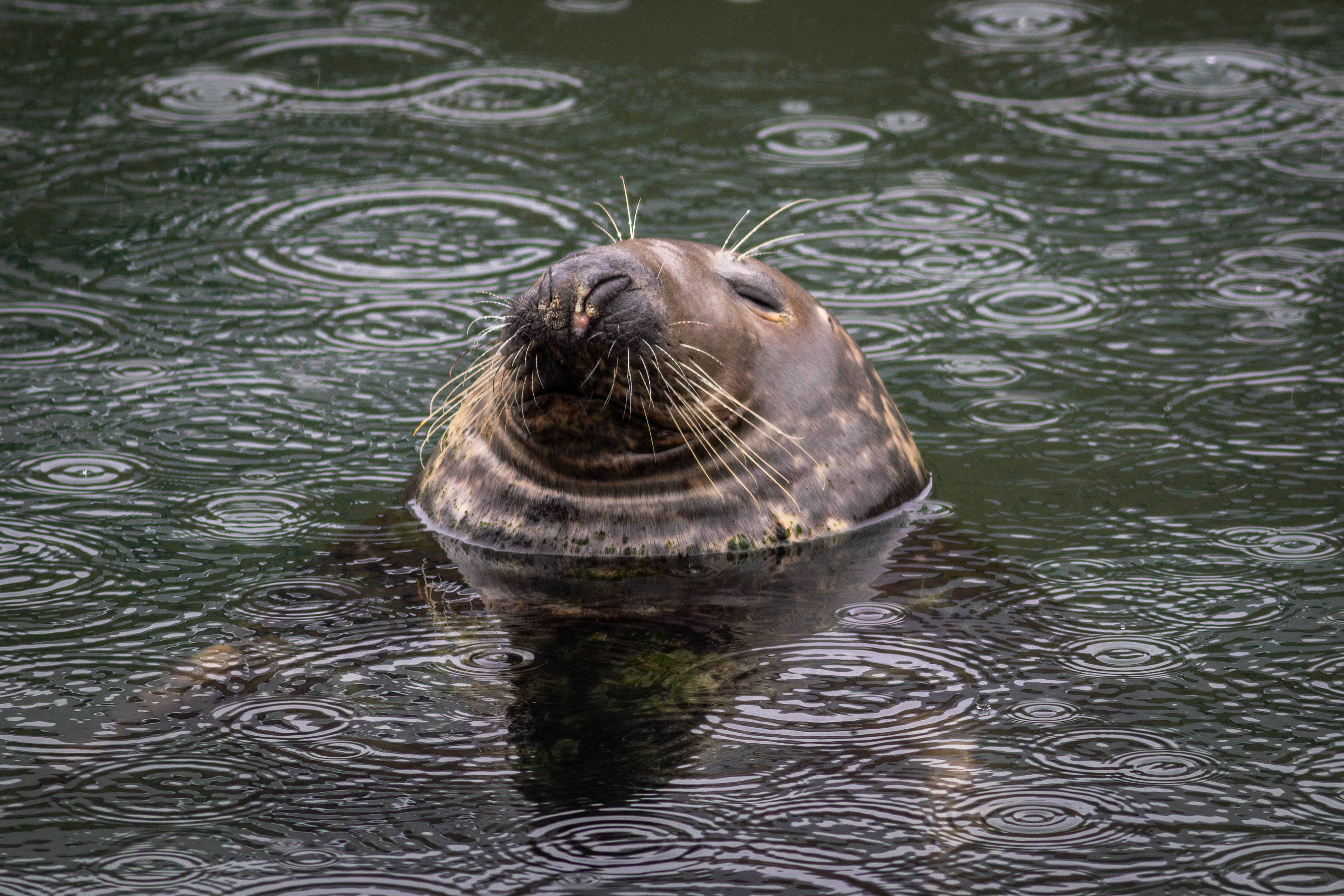 Gray Seal