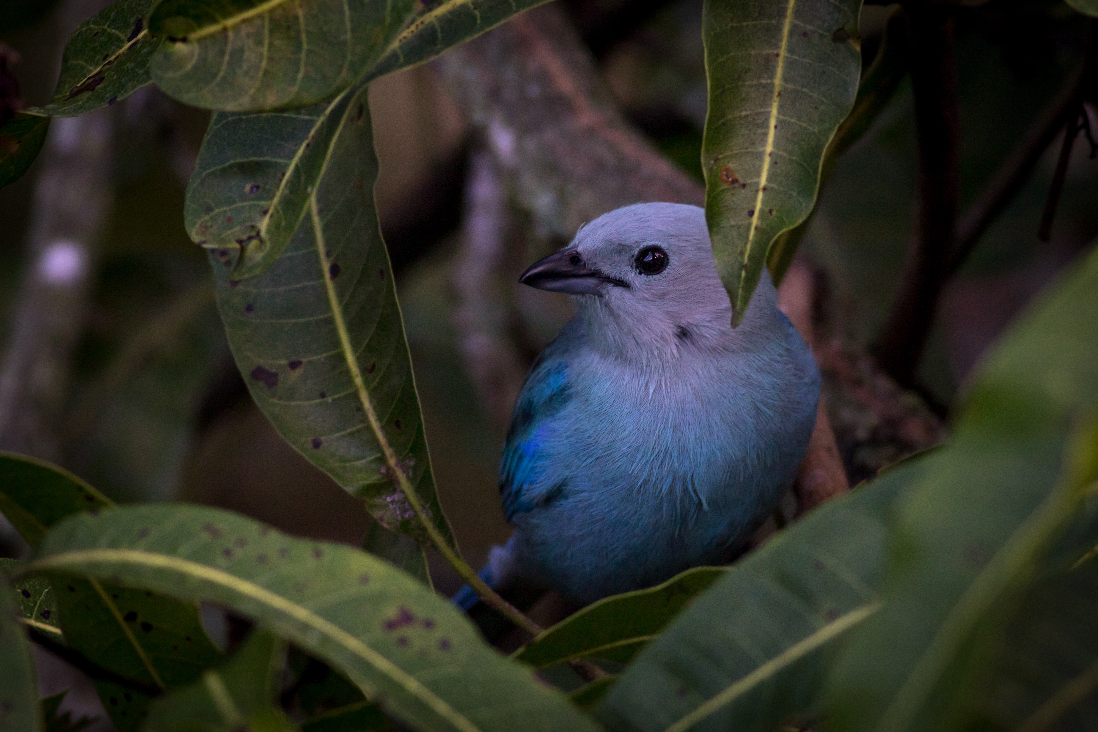 Blue-grey Tanager