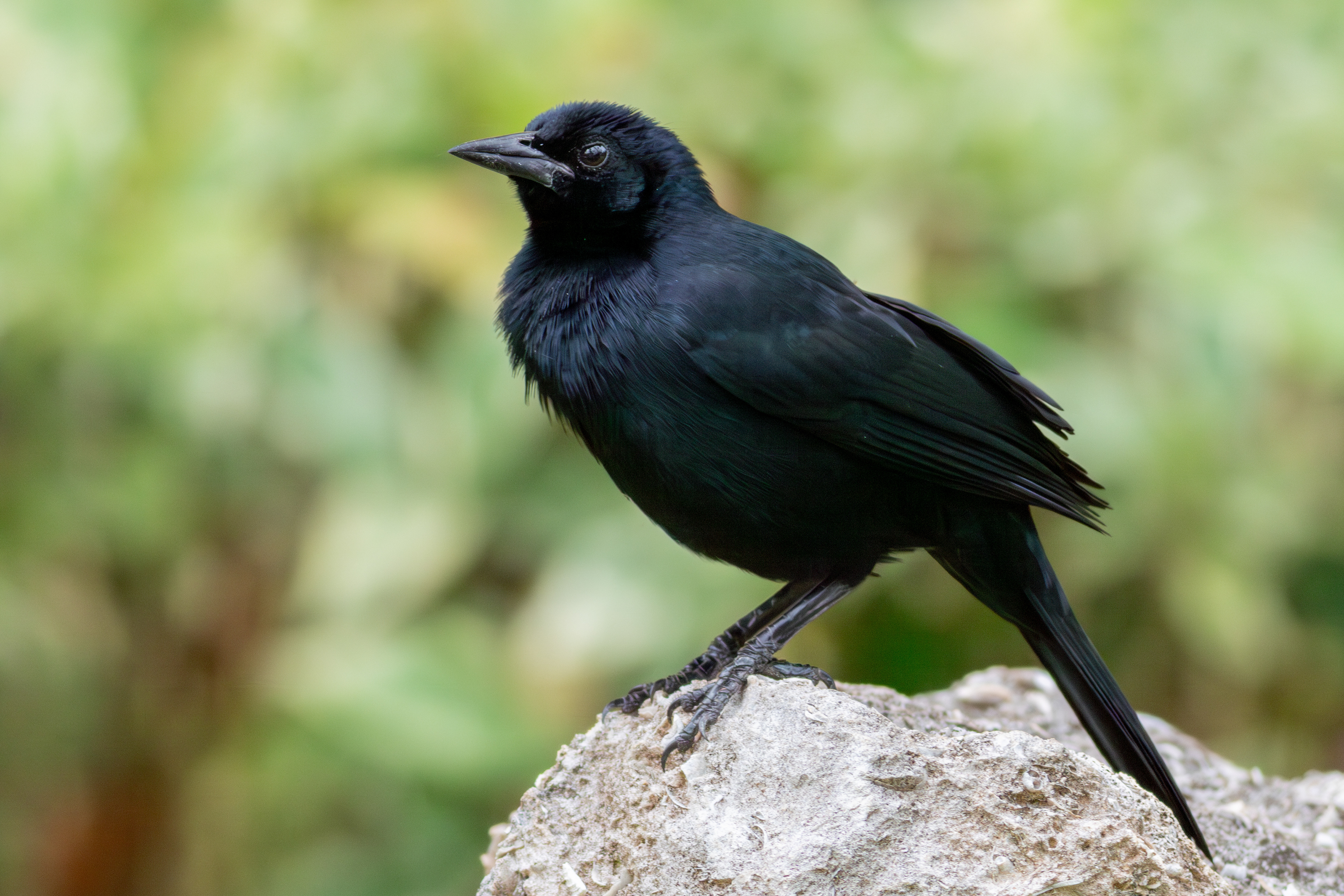 Melodious Blackbird - Quintana Roo