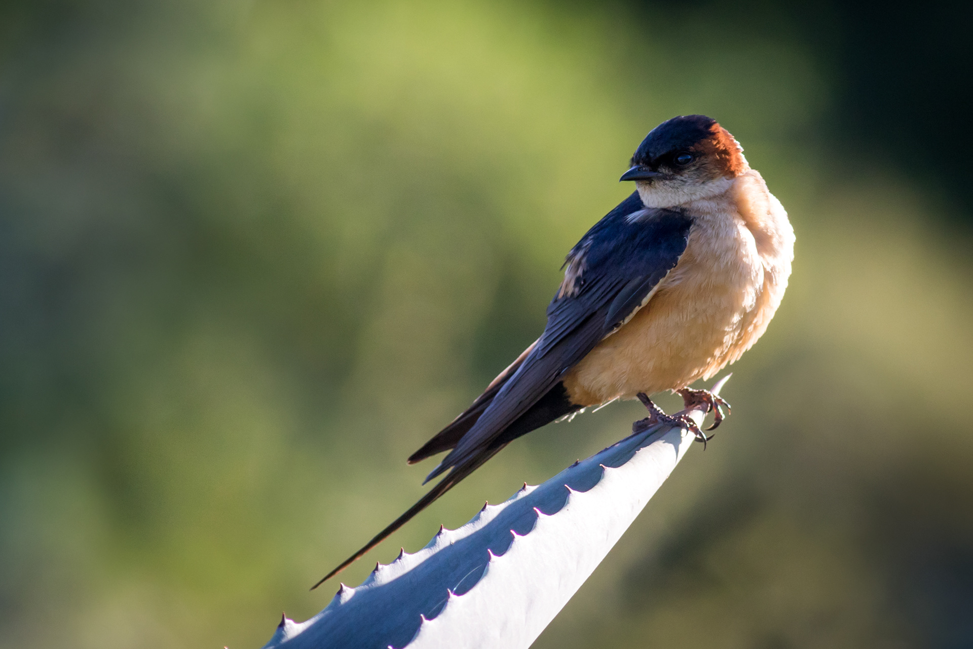 Red-rumped Swallow
