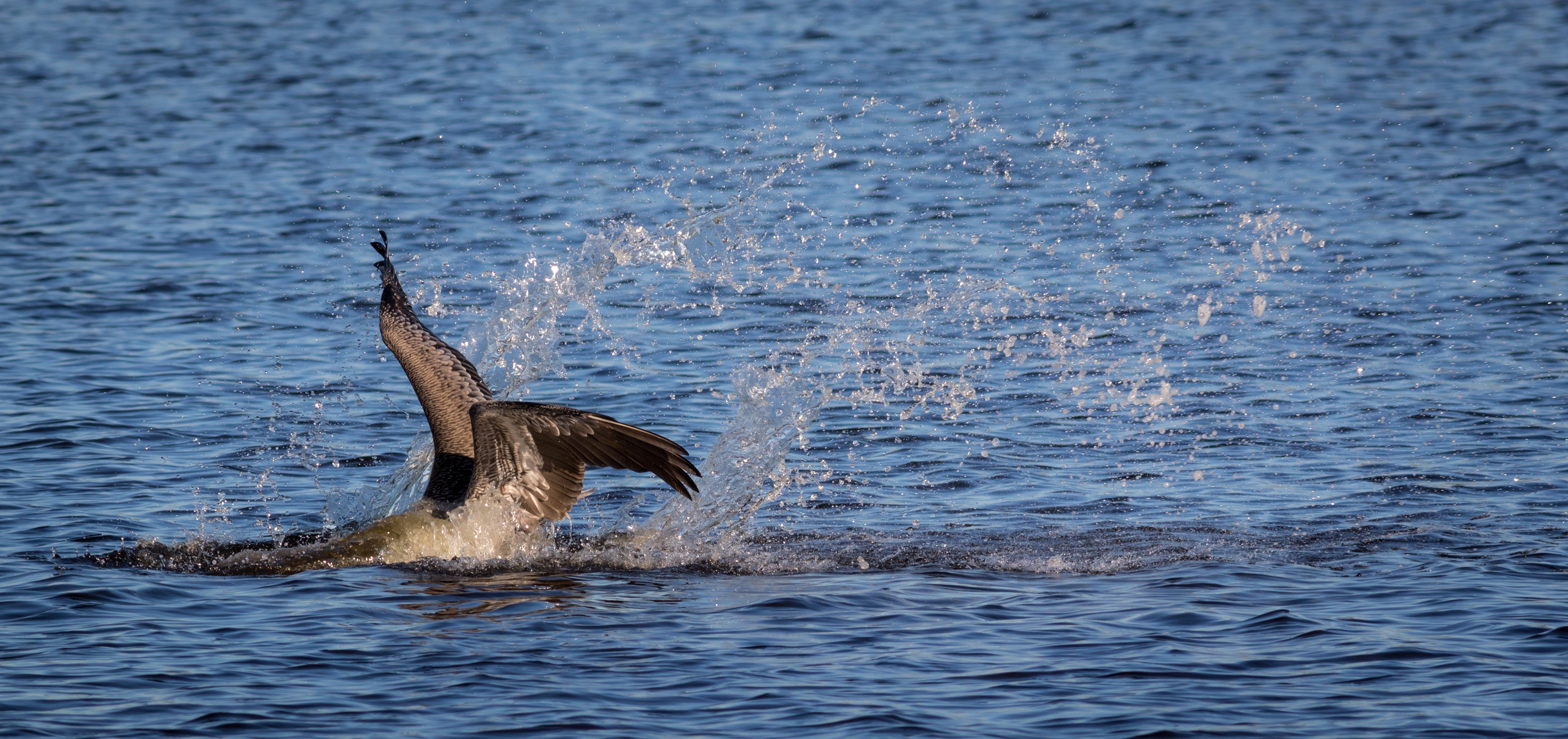 Brown Pelican - Florida