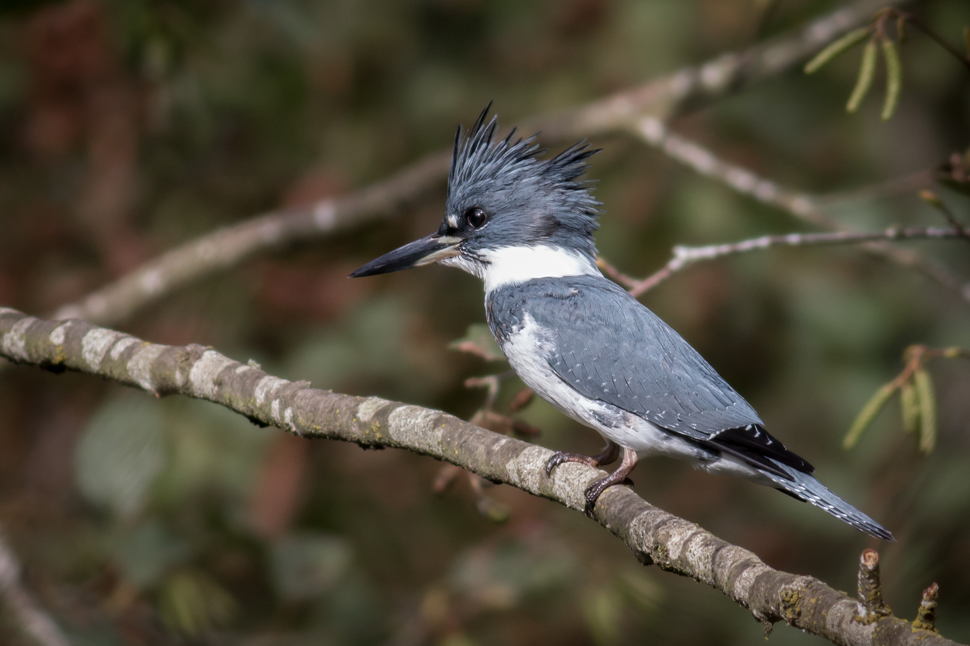 Belted Kingfisher - male - BC