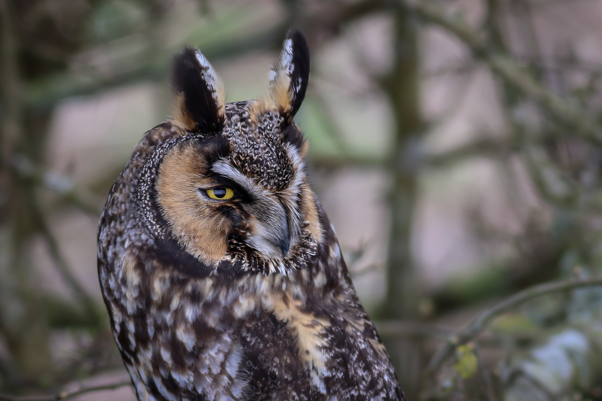 Long-eared Owl - BC