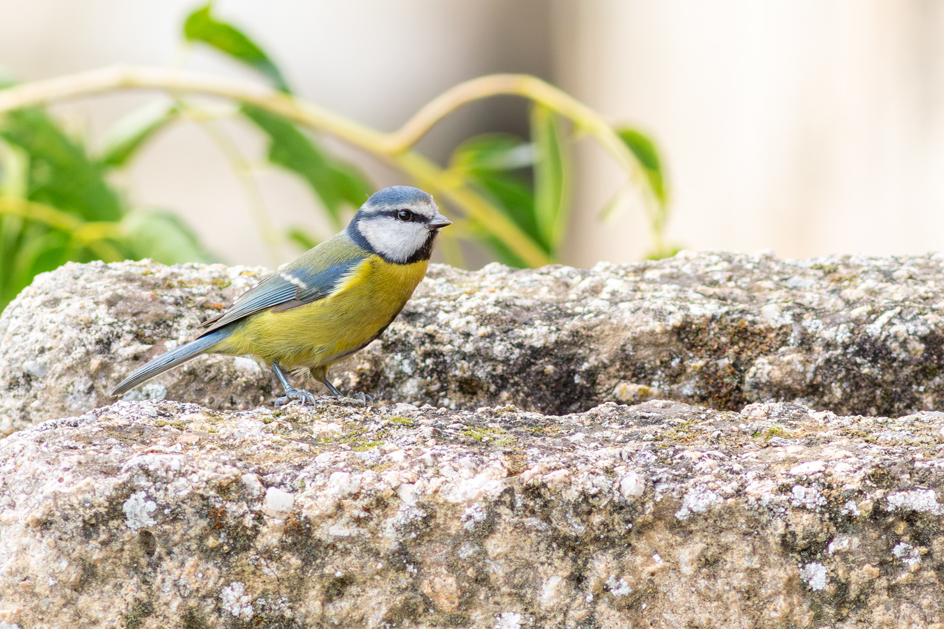 Blue Tit