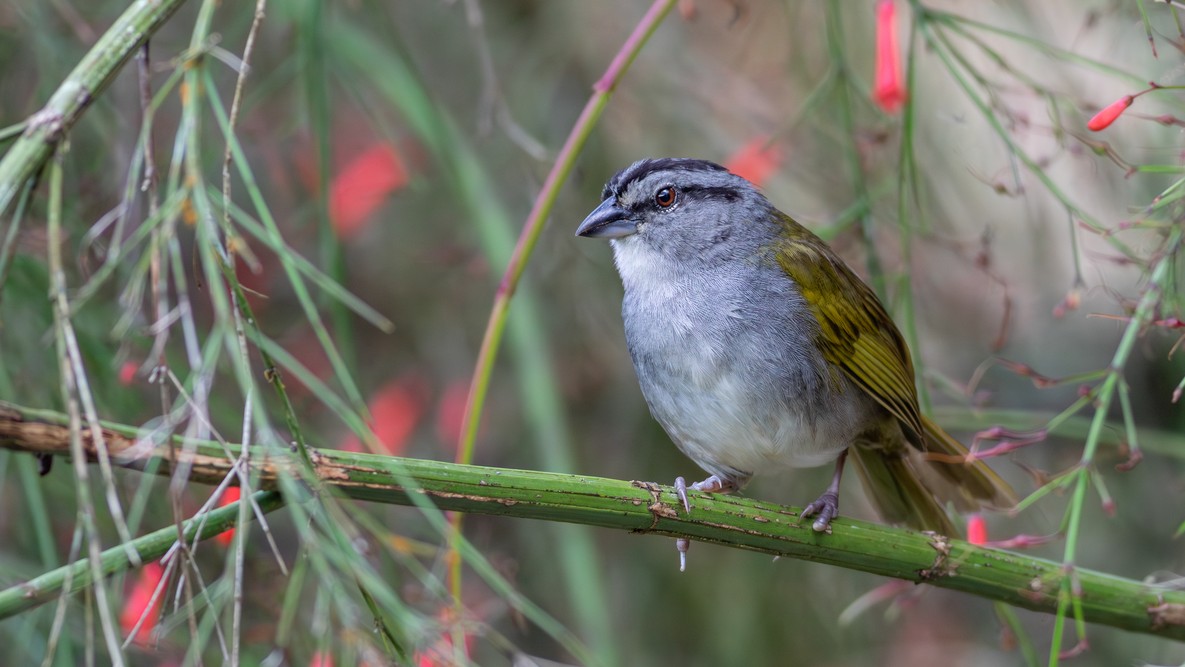 Black-striped Sparrow - Aranal Observatory