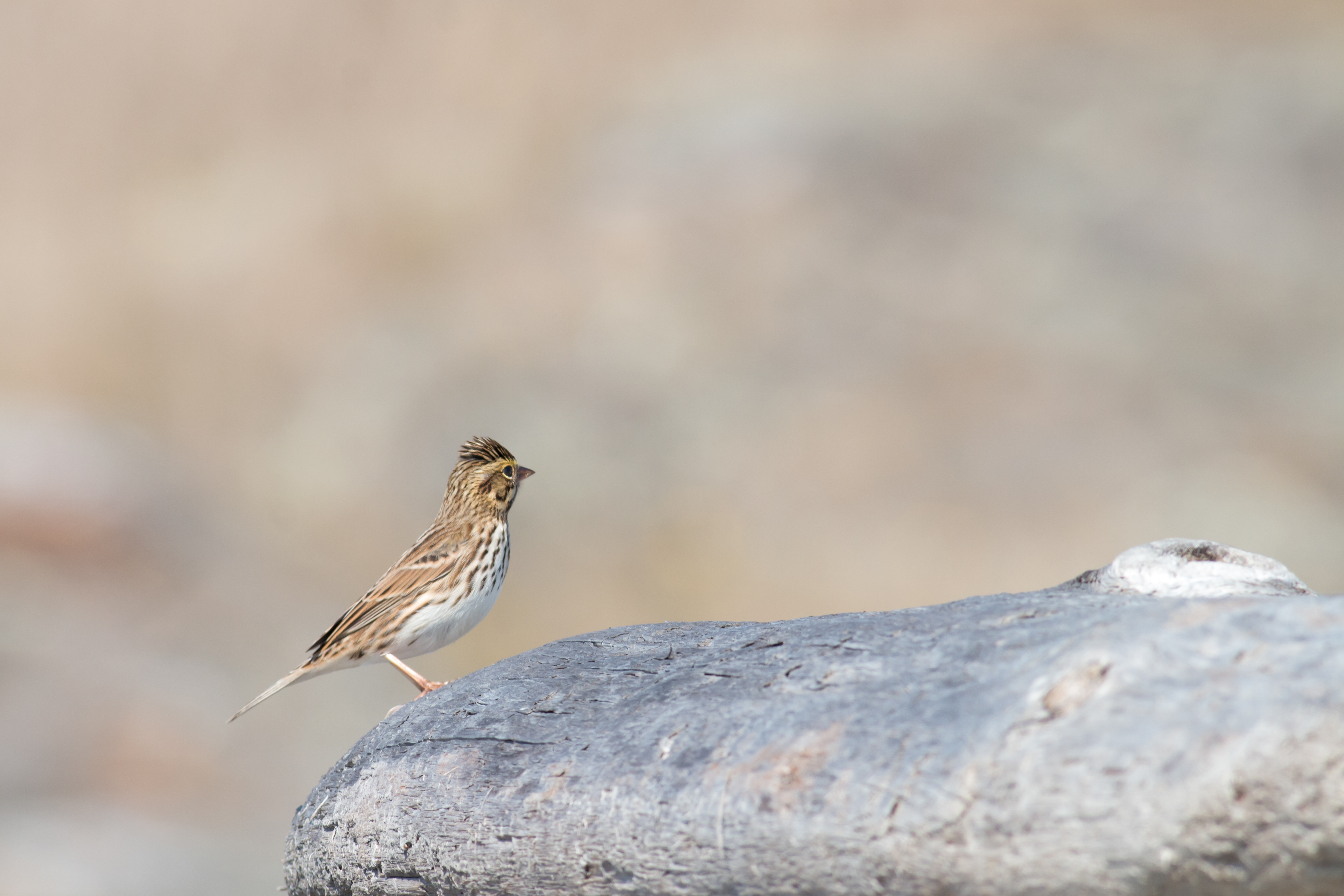 Savannah Sparrow - BC