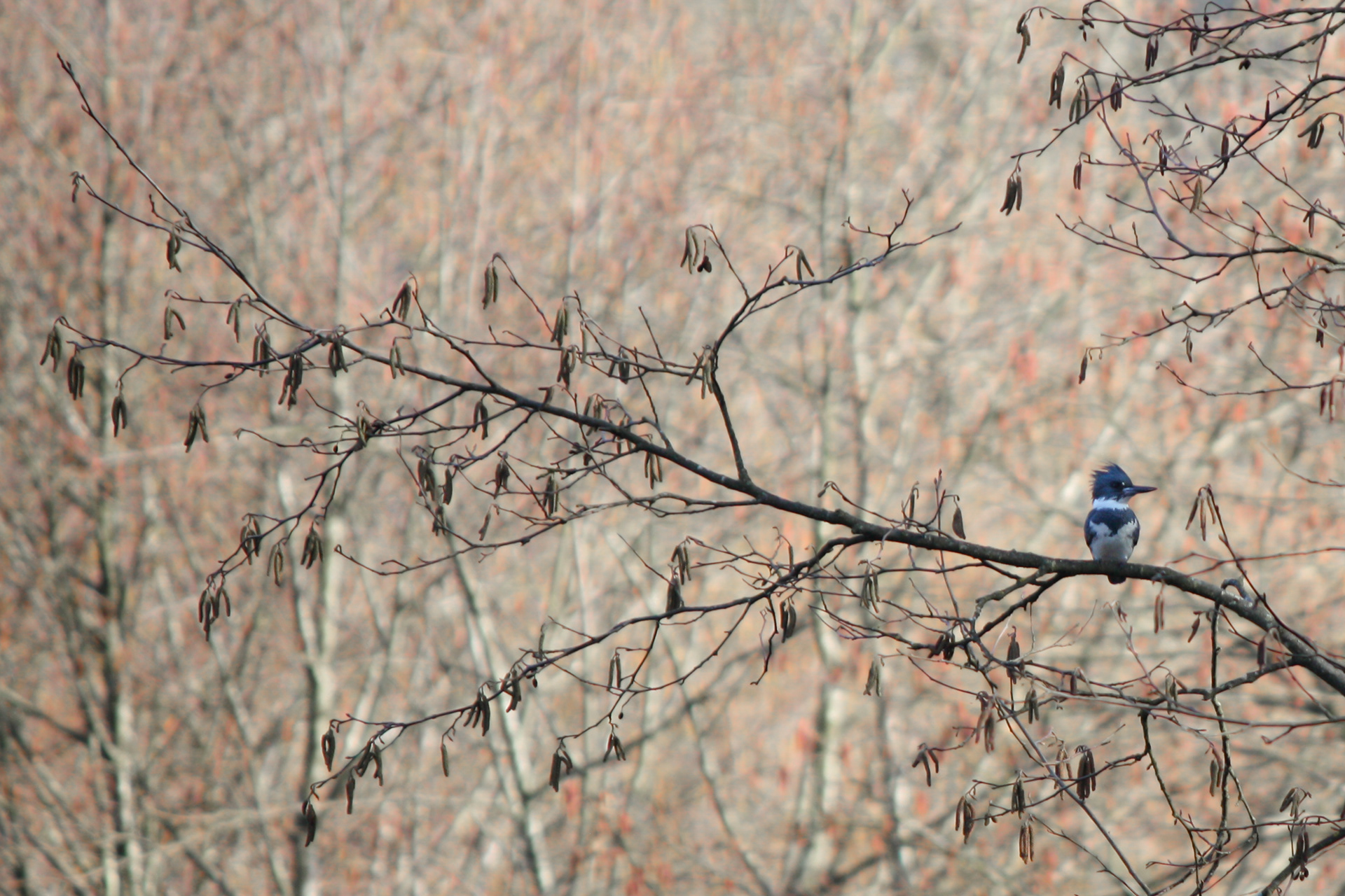 Belted Kingfisher, male