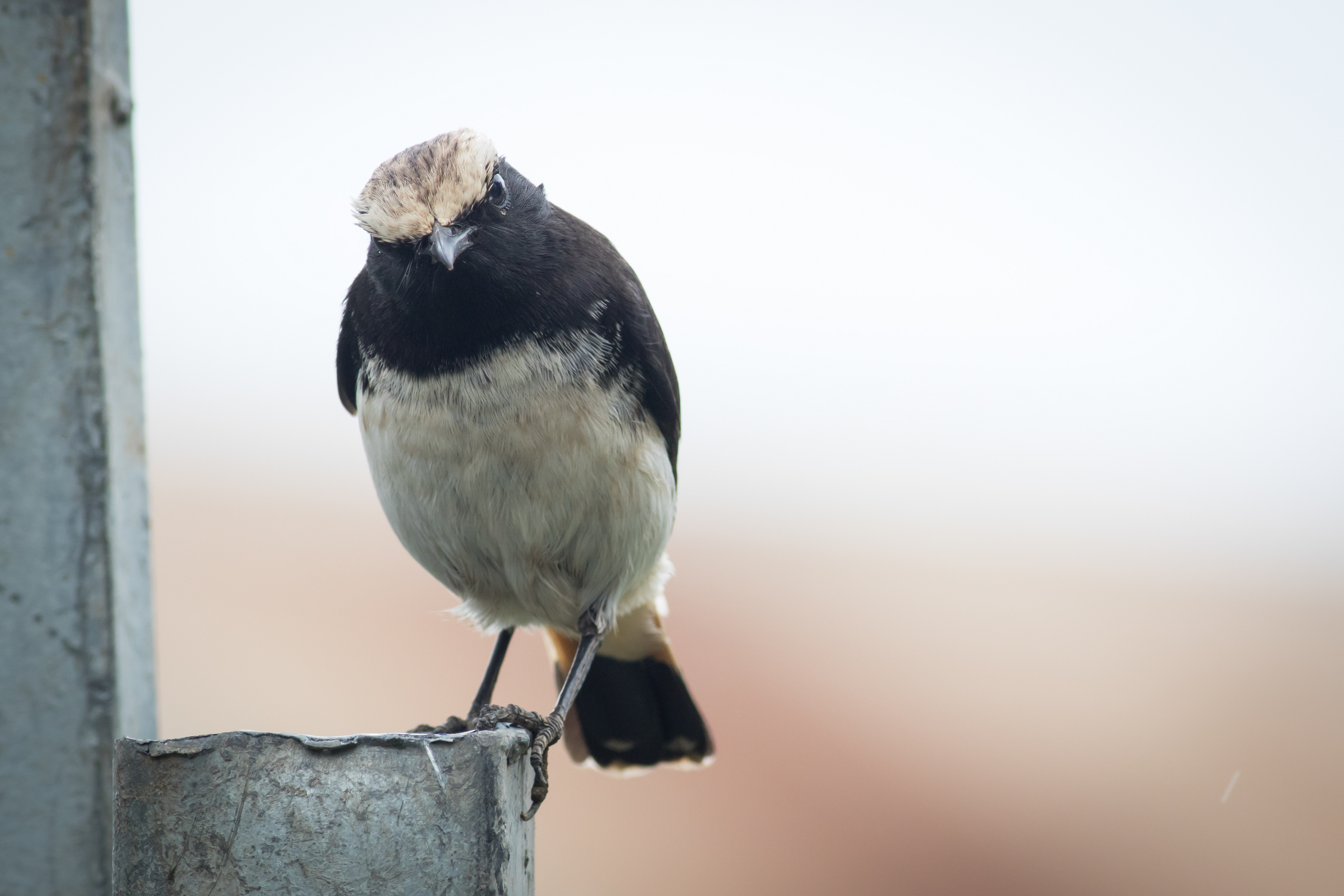Abysinnian Wheatear