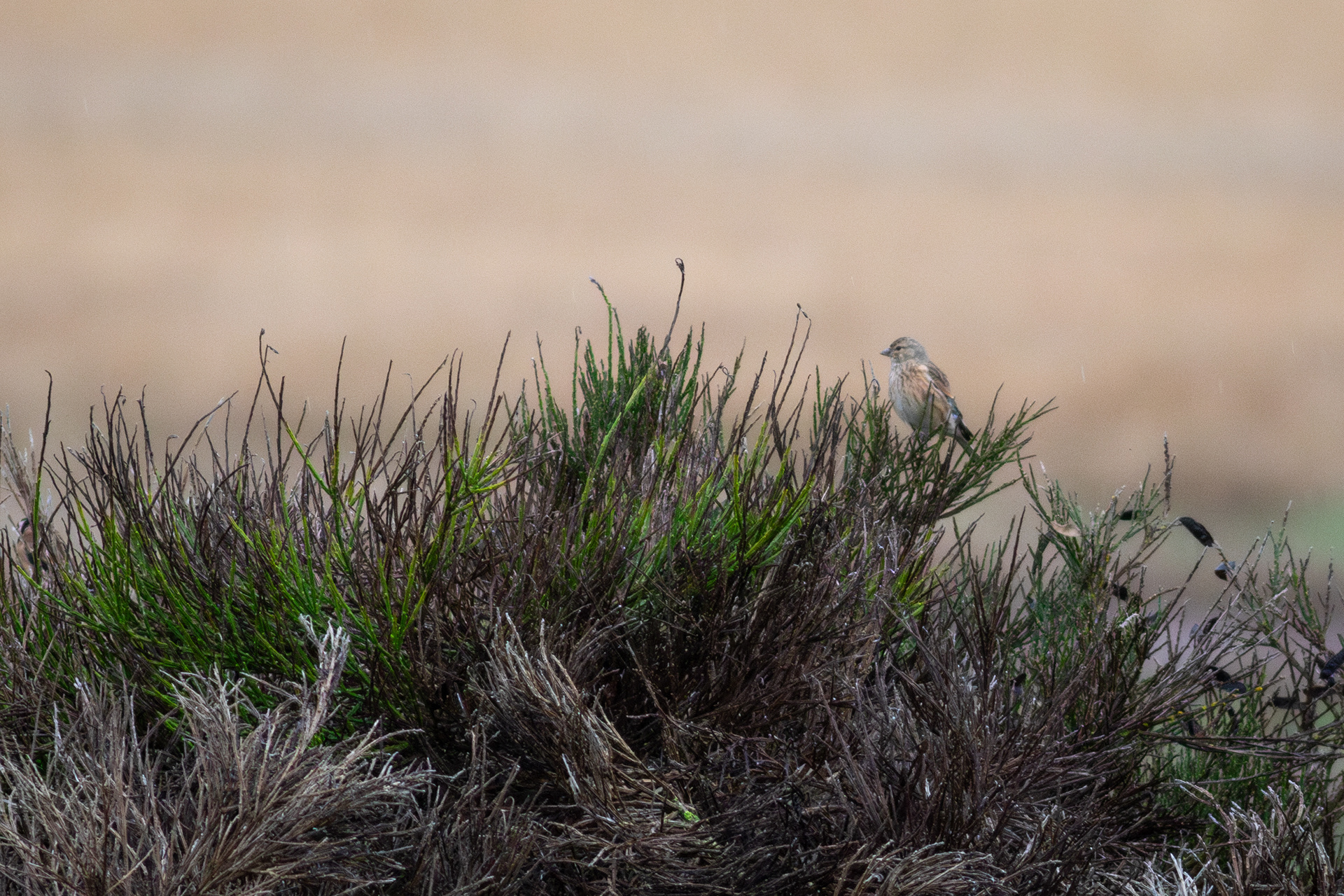 Eurasian Linnet