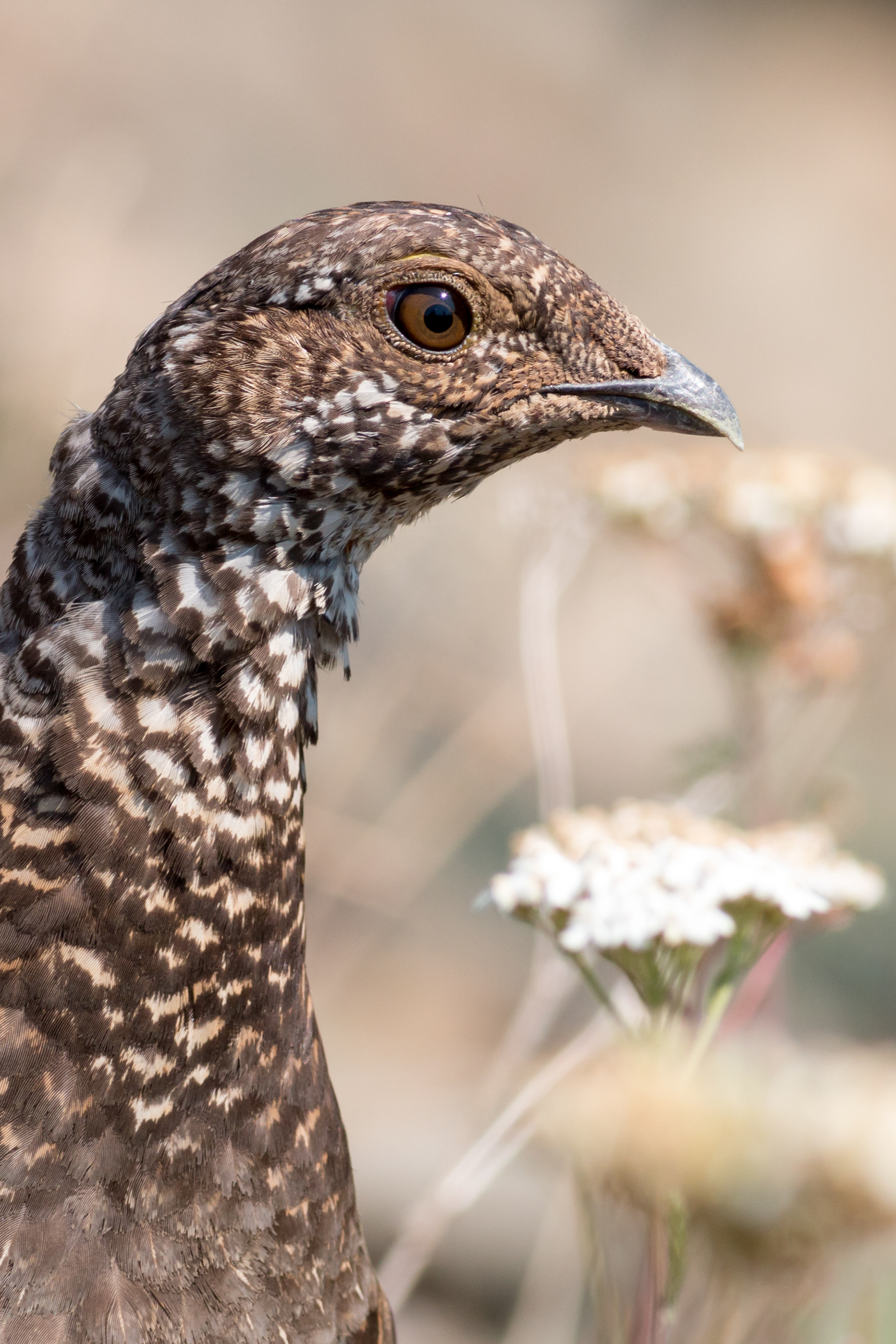 Sooty Grouse - BC