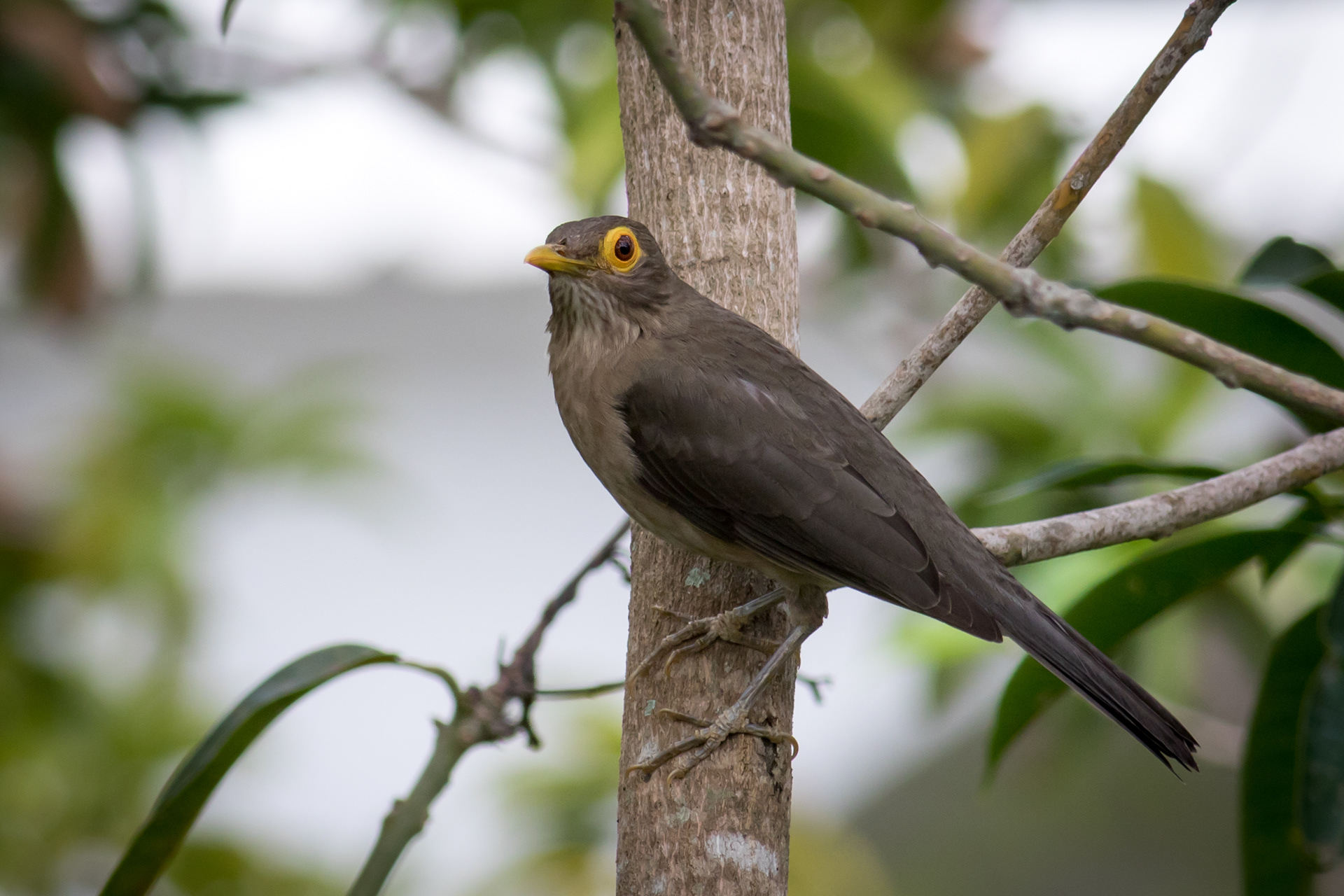 Spectacled Thrush