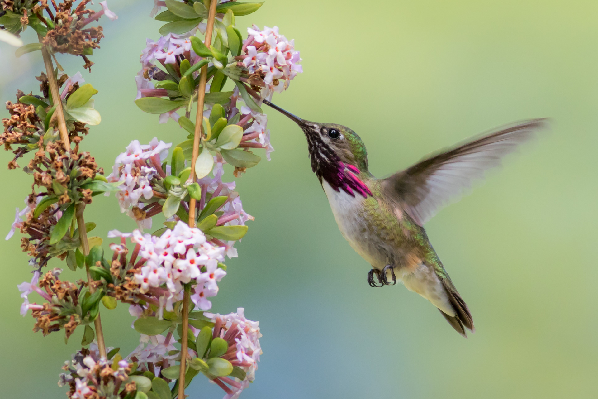 Calliope Hummingbird, male - BC