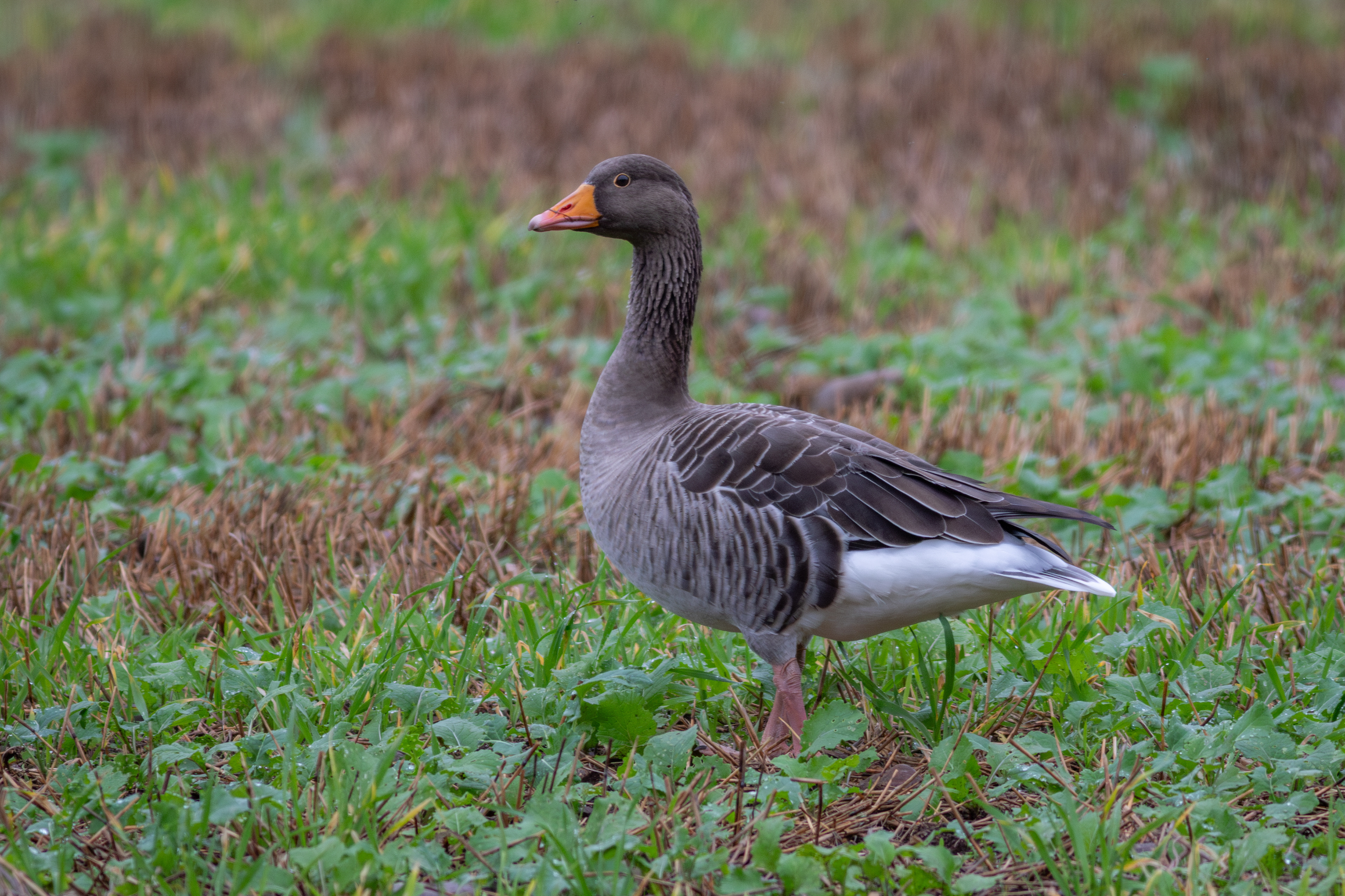 Graylag Goose