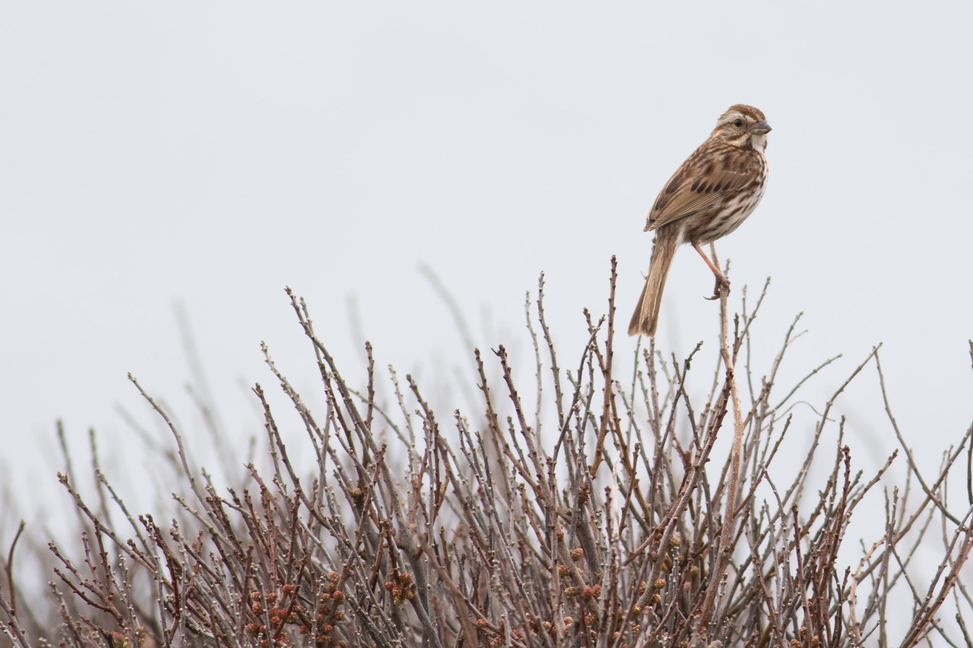 Song Sparrow - Prince Edward Island