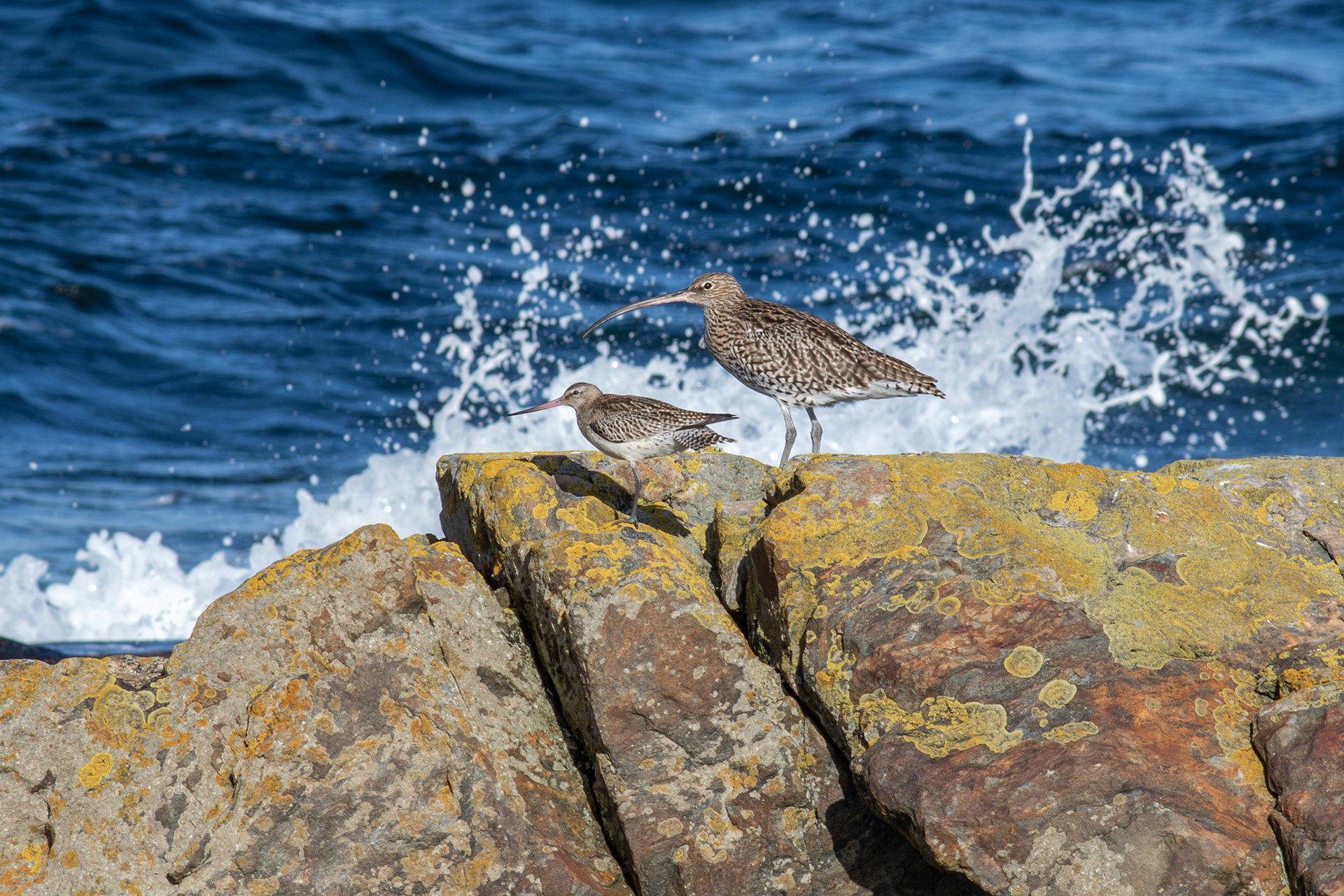 Bar-tailed Godwit and Eurasian Curlew