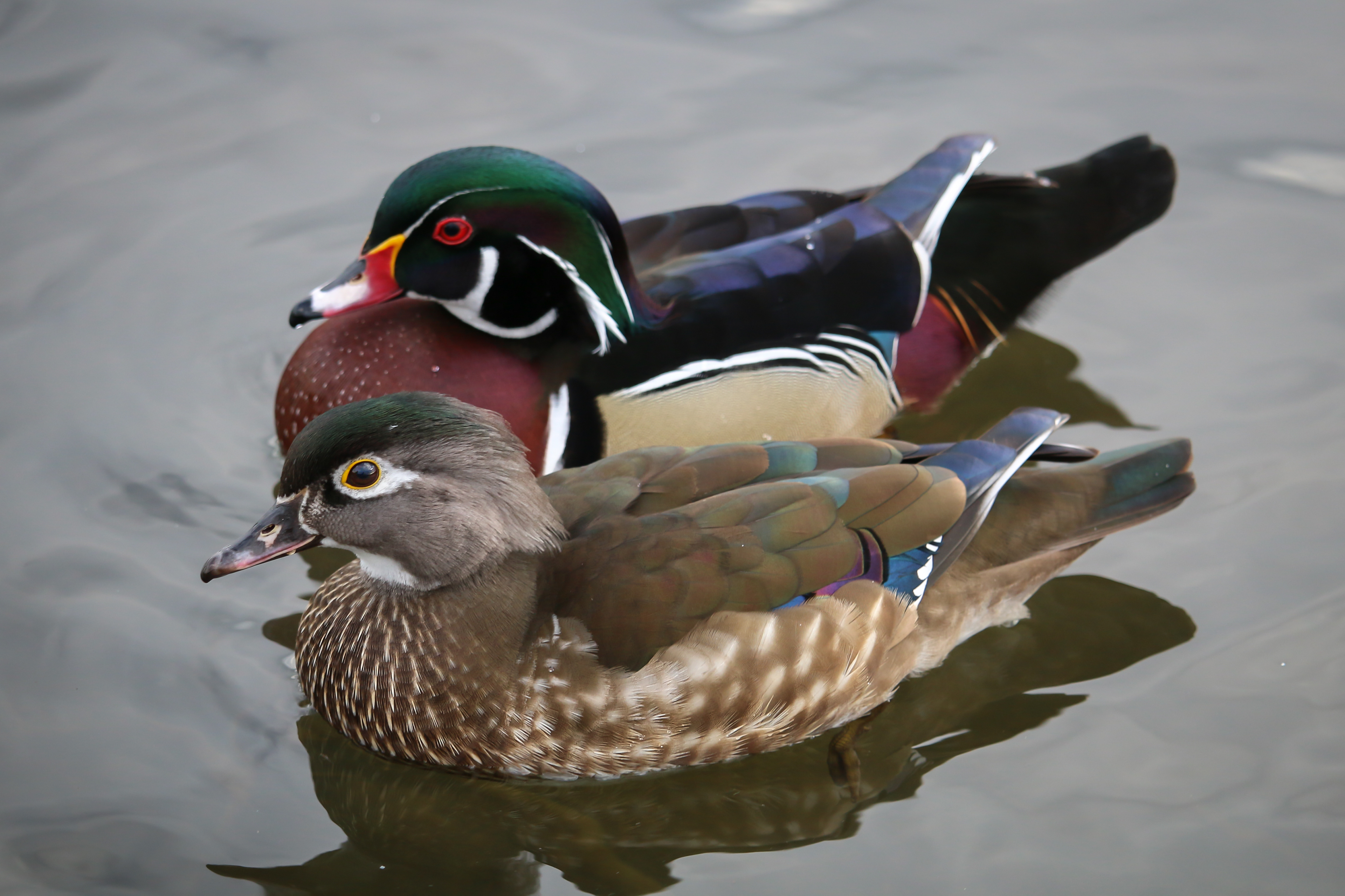 Wood Ducks - BC