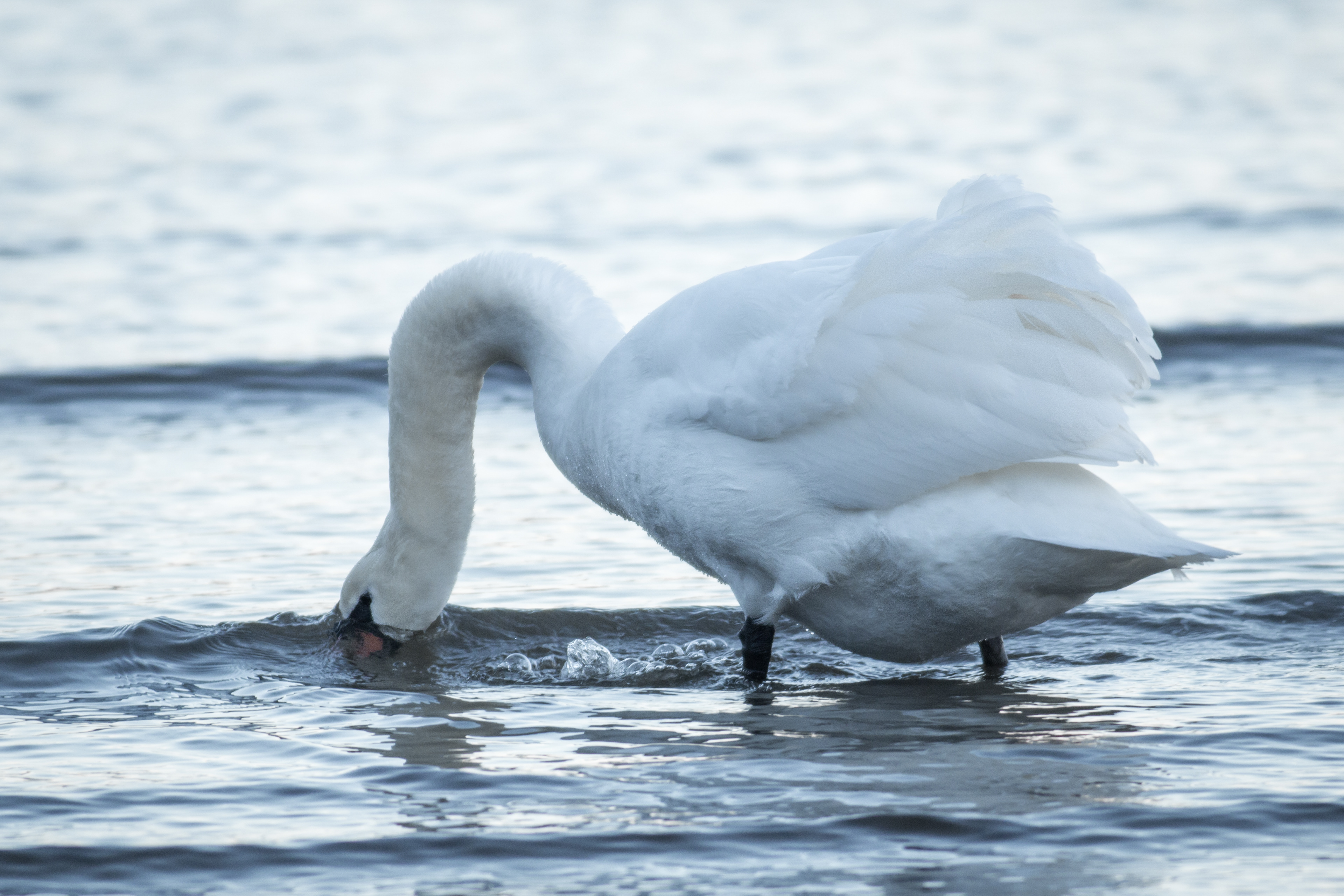 Mute Swan - BC