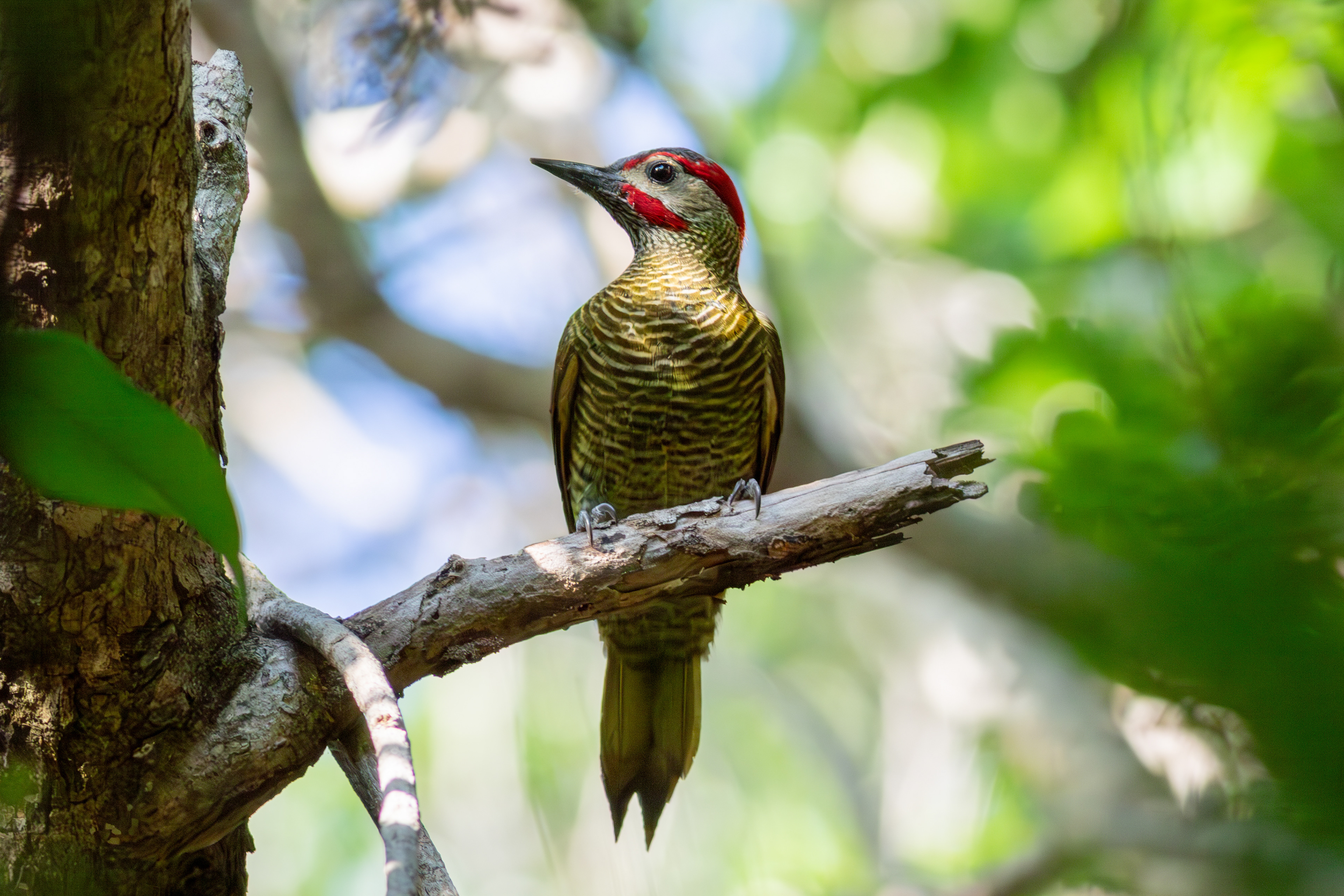 Golden-Olive Woodpecker