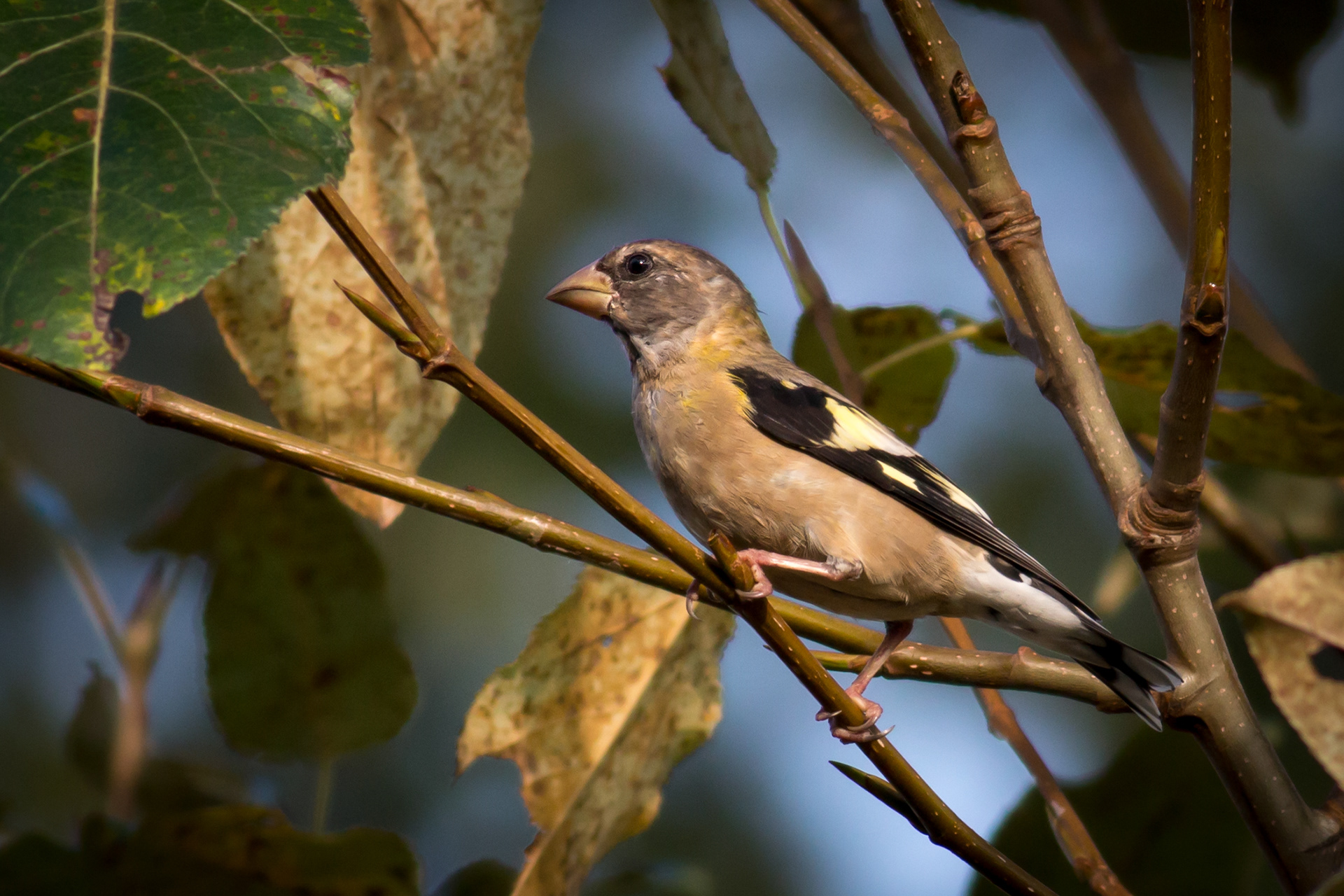Evening Grosbeak, female