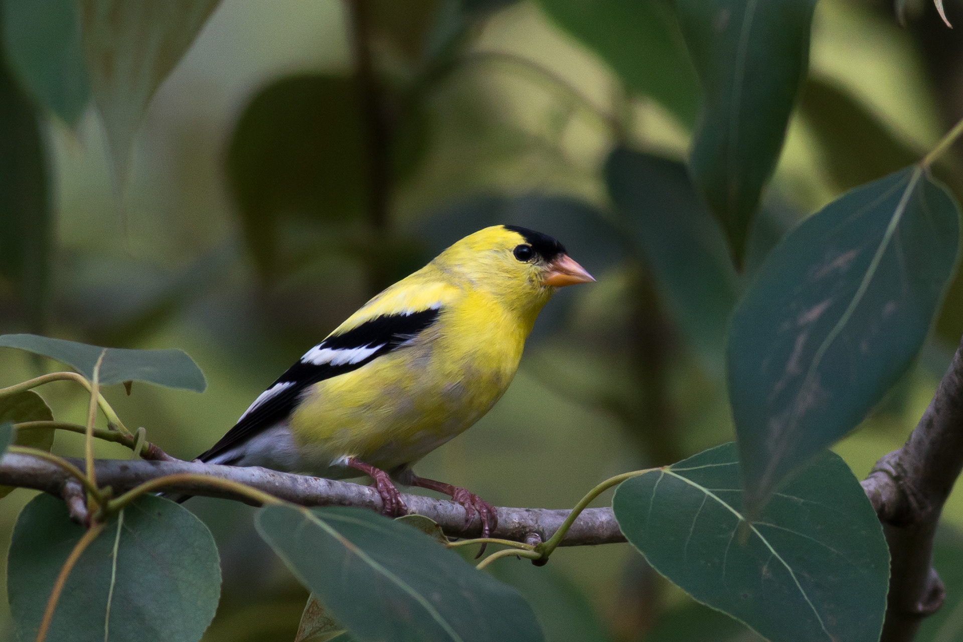 American Goldfinch, male