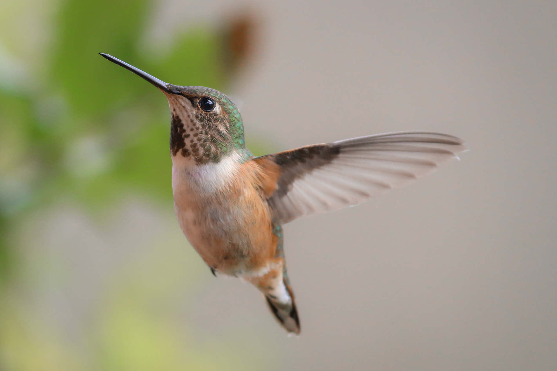 Rufous Hummingbird - female - BC