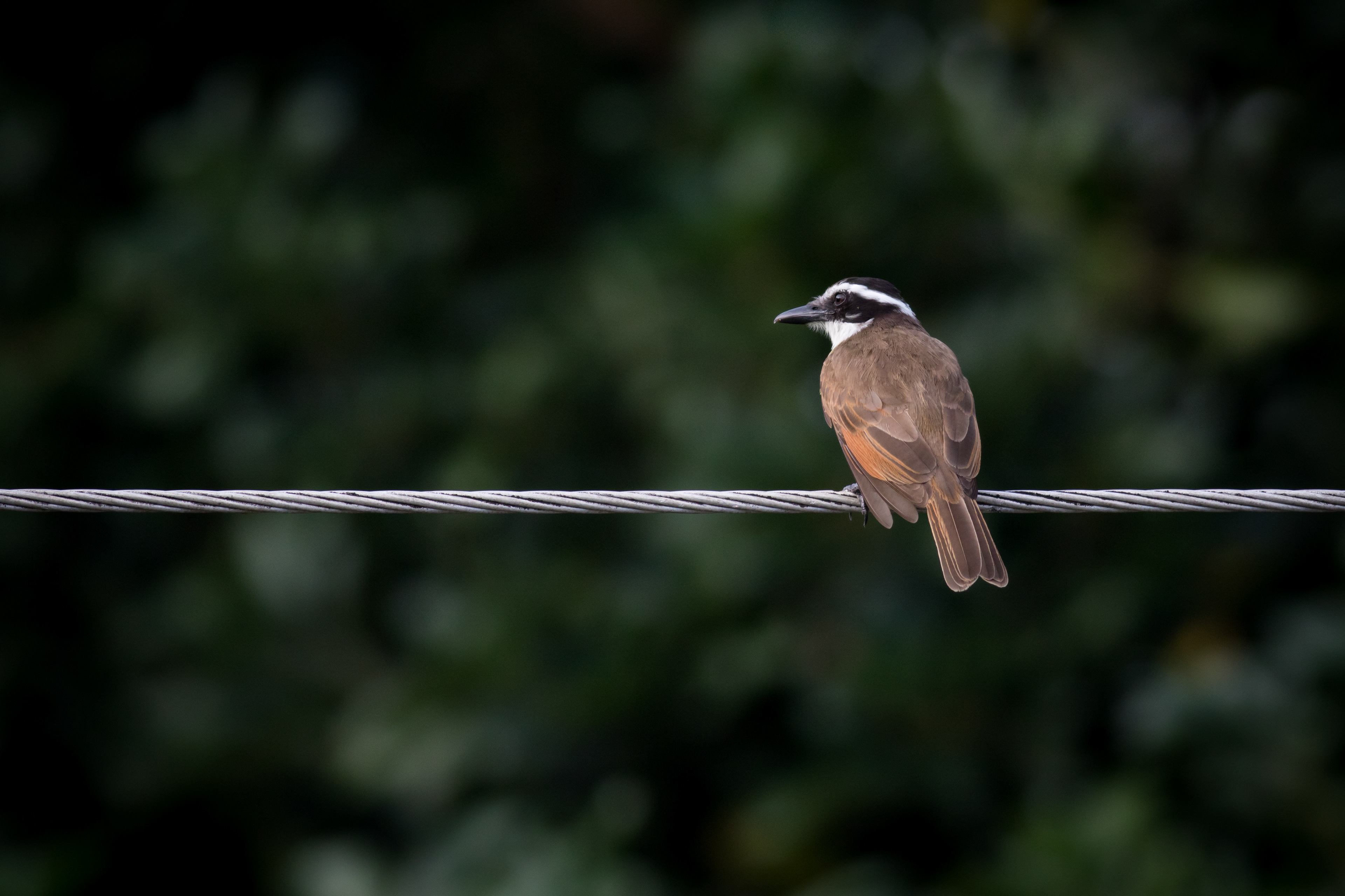 Great Kiskadee