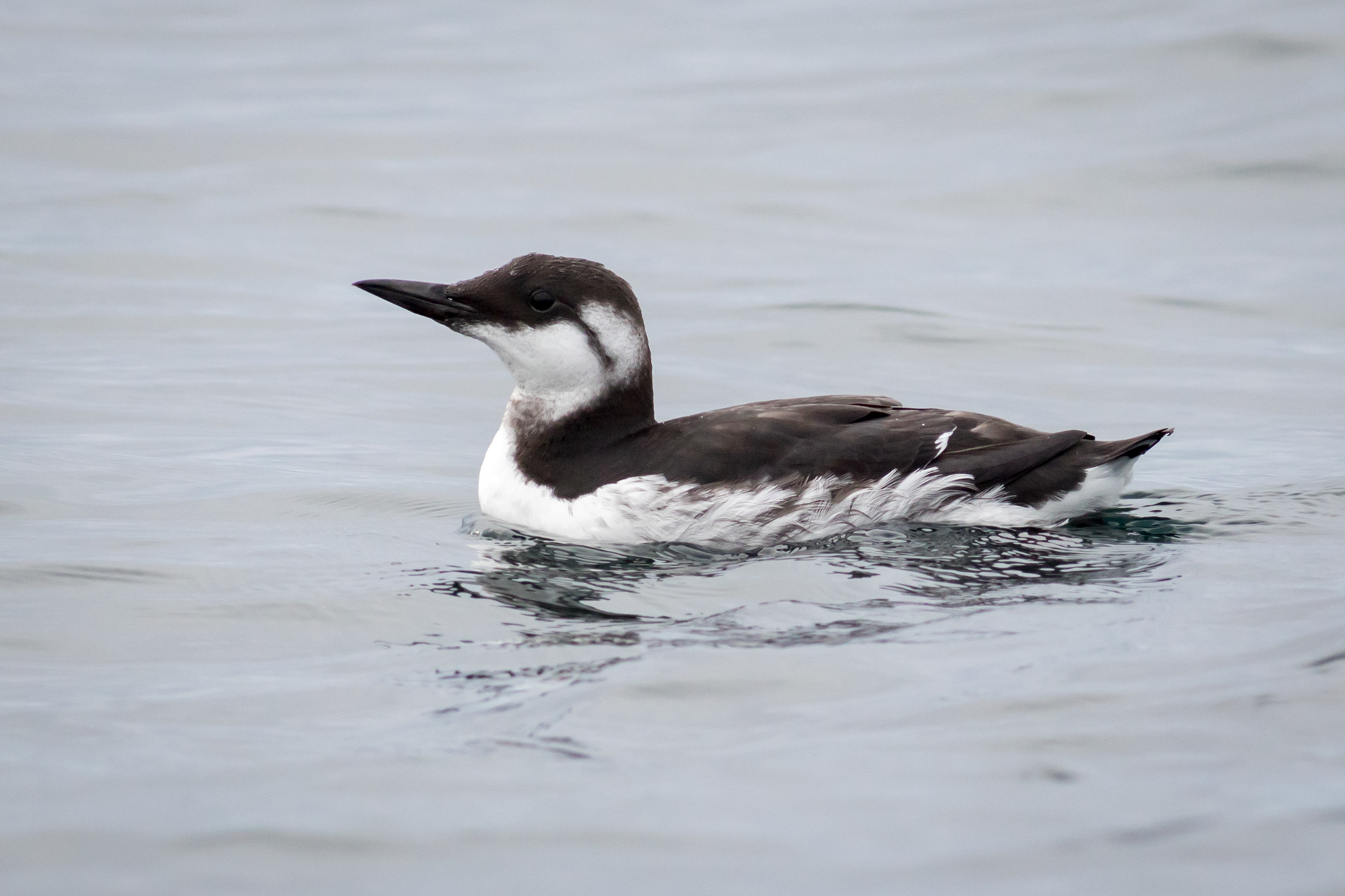 Common Murre - Washington