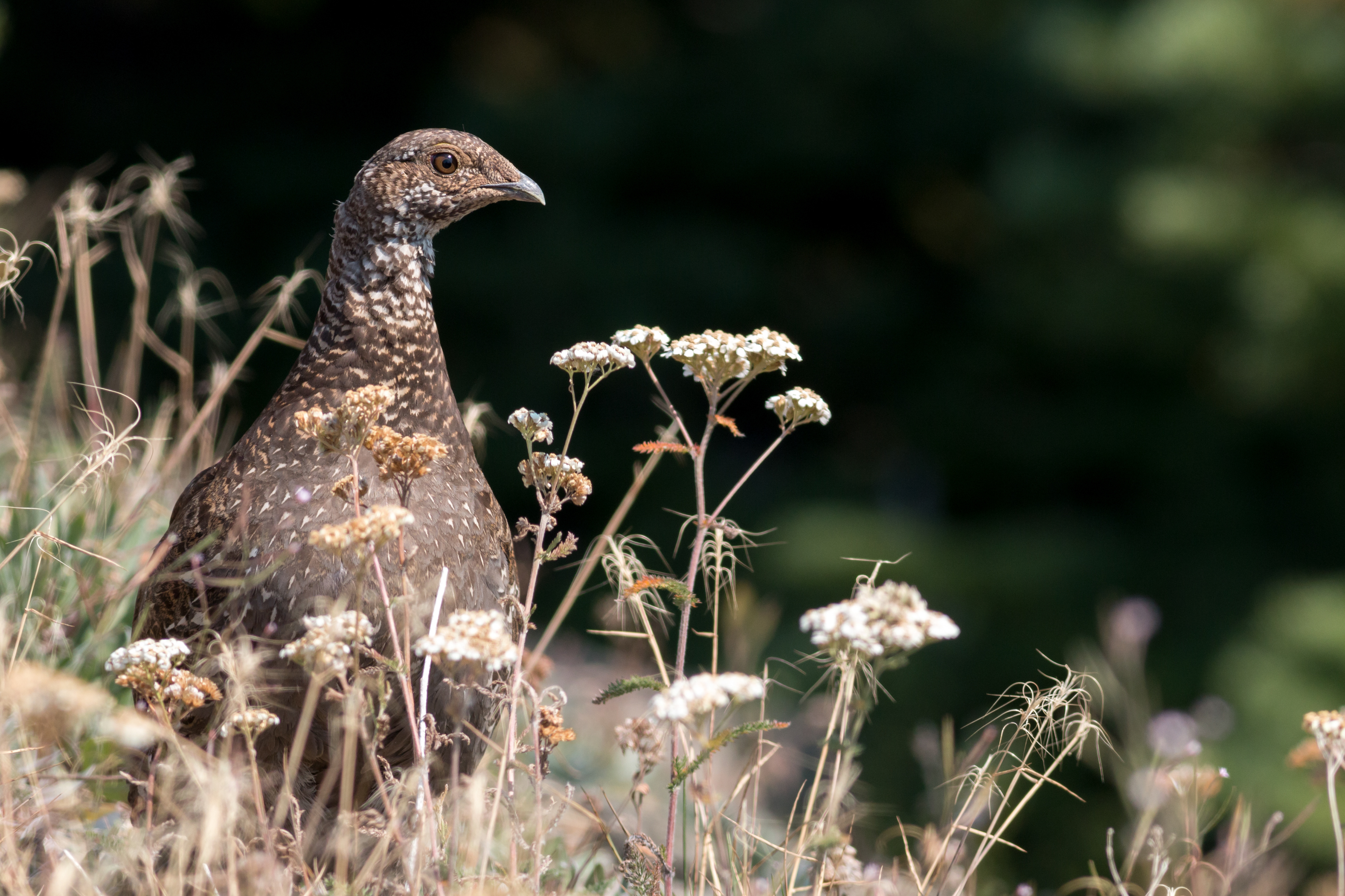 Sooty Grouse - BC