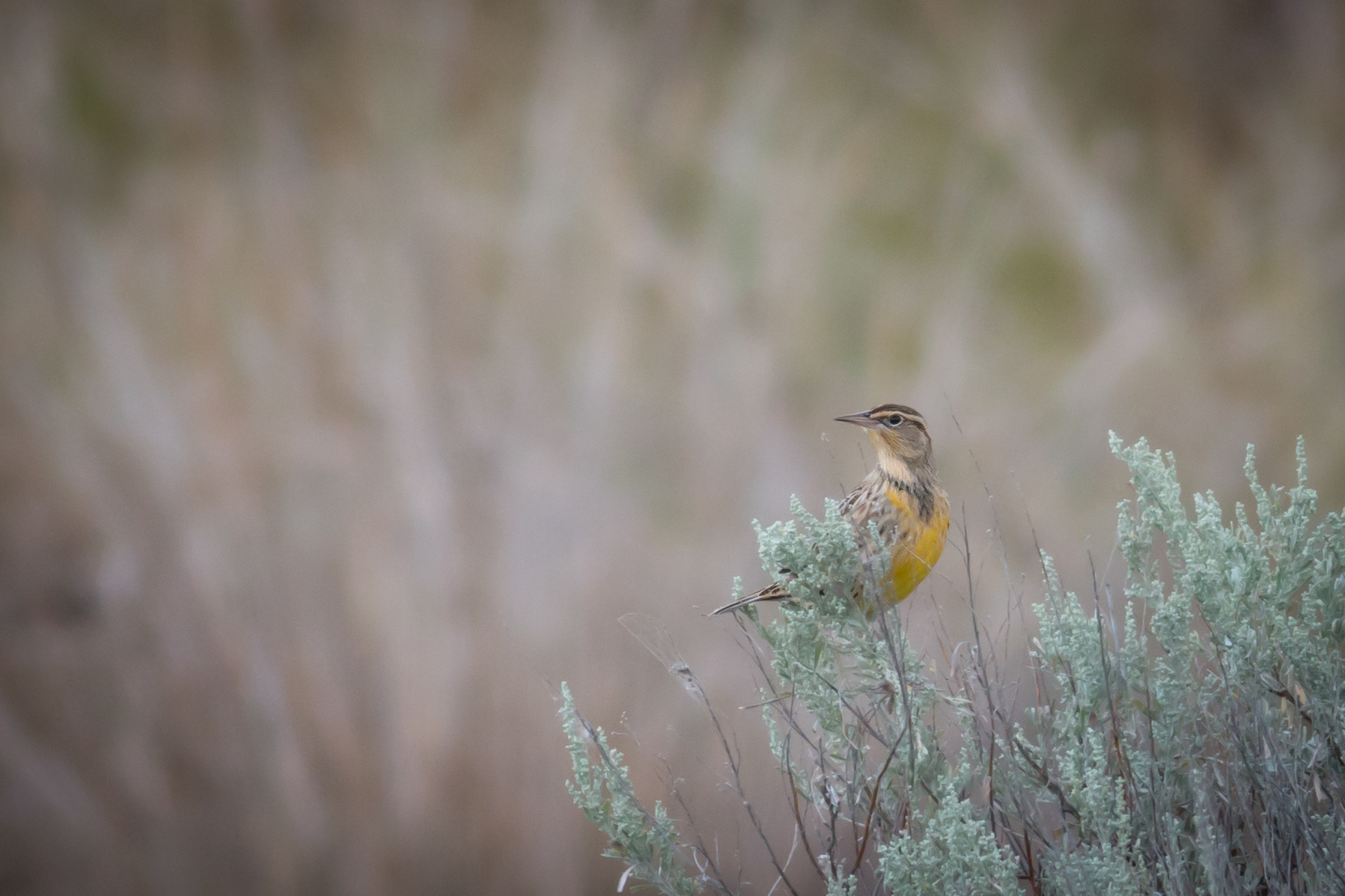Western Meadowlark - BC